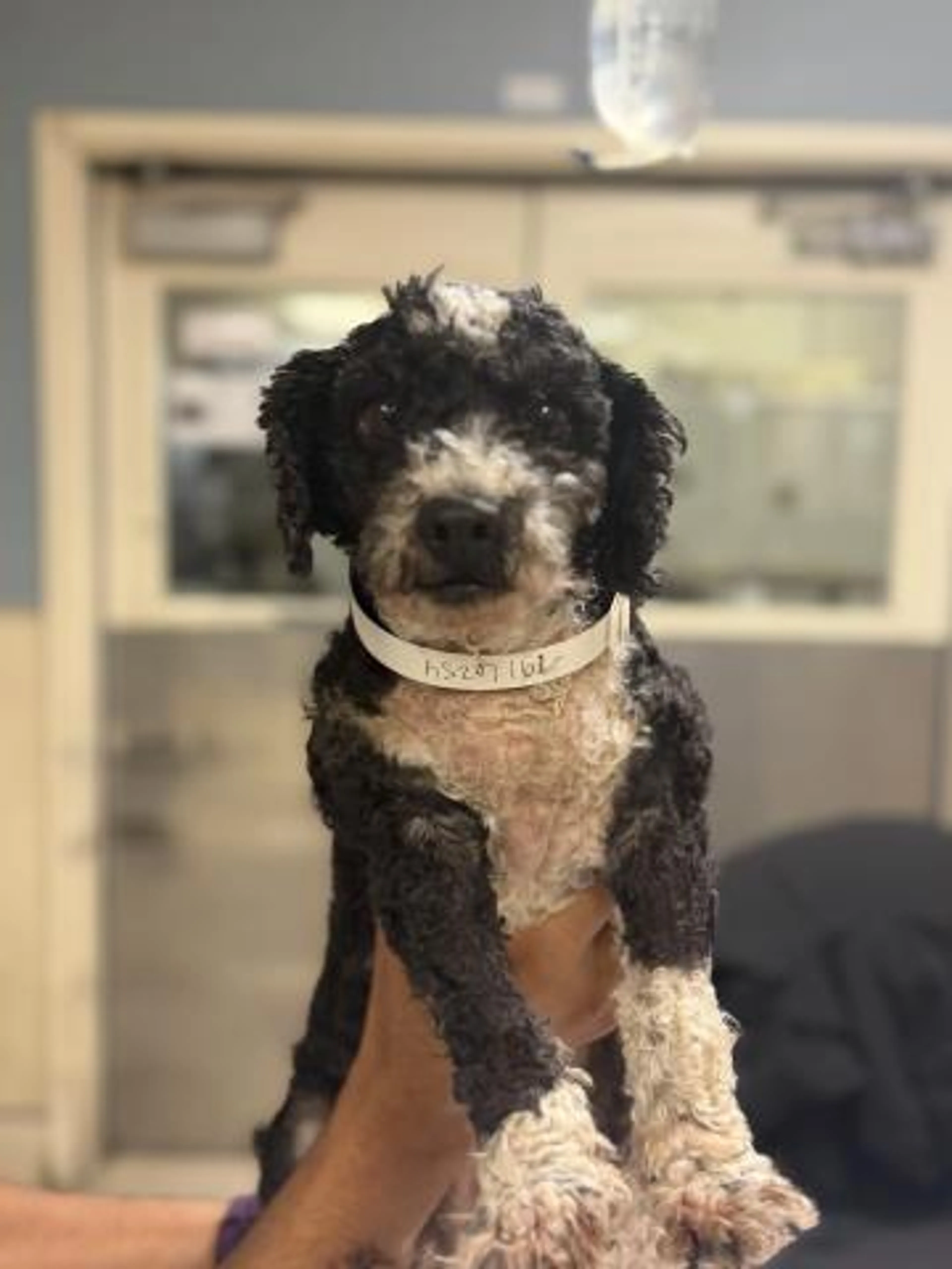 Found pet