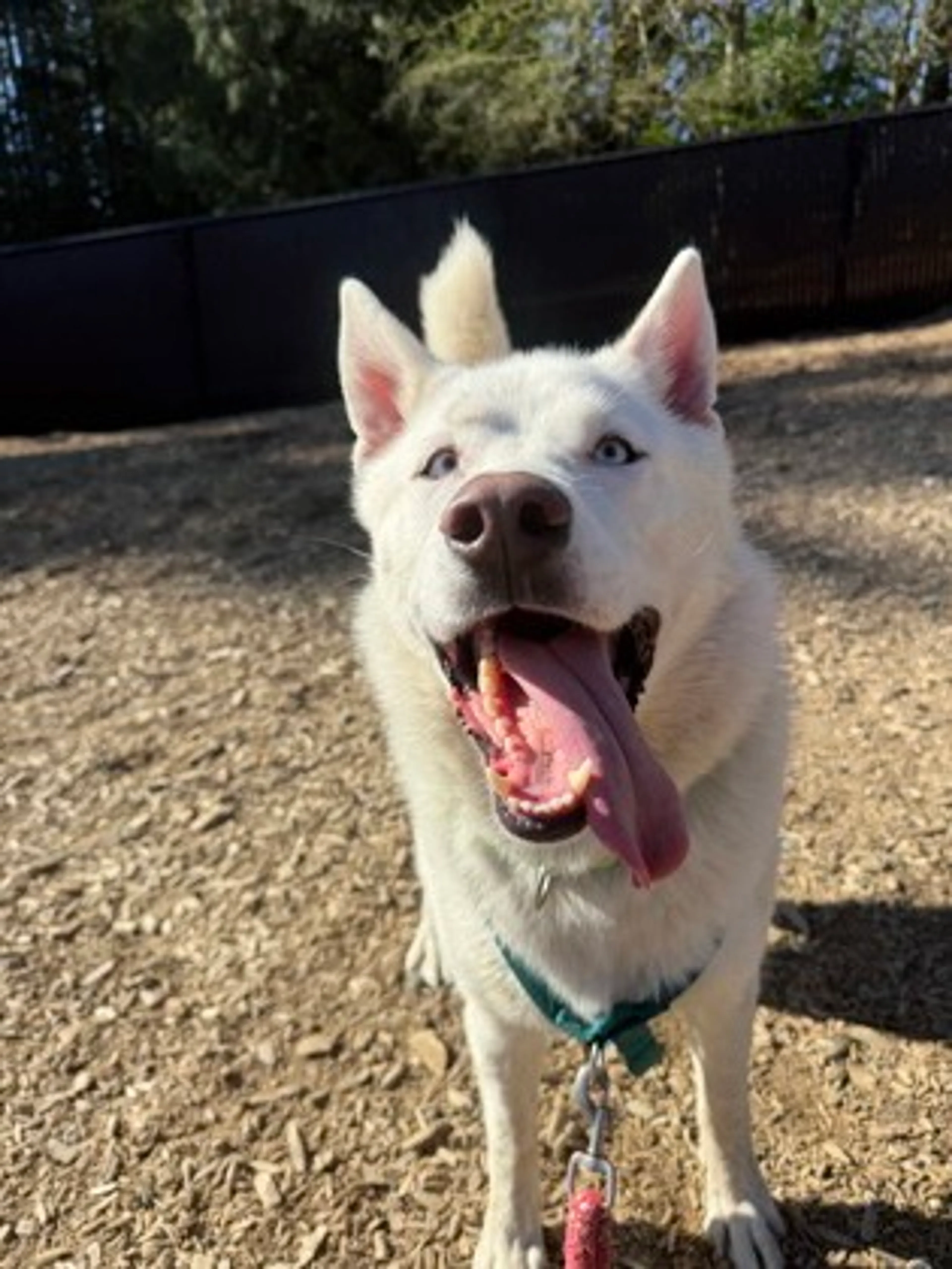Found pet-2