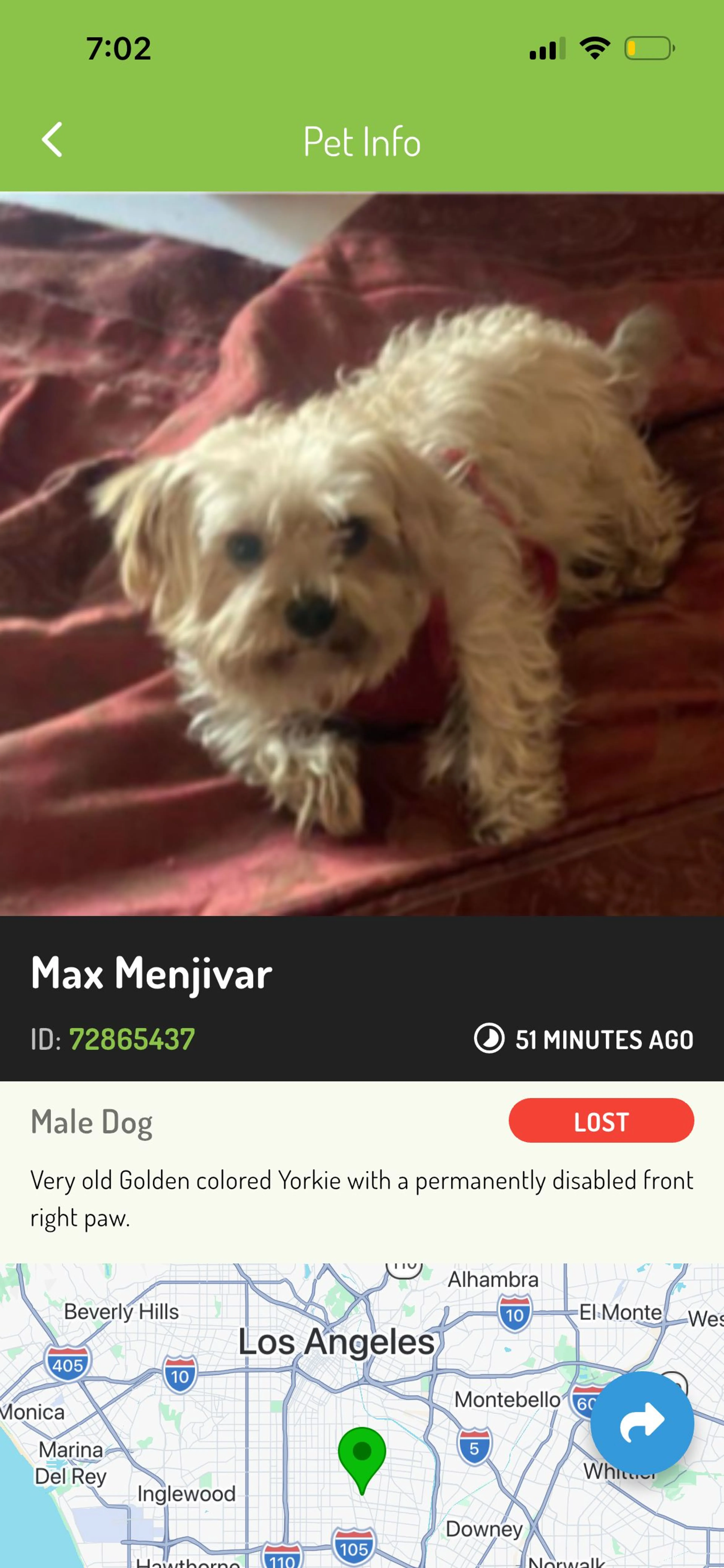 Lost pet-1