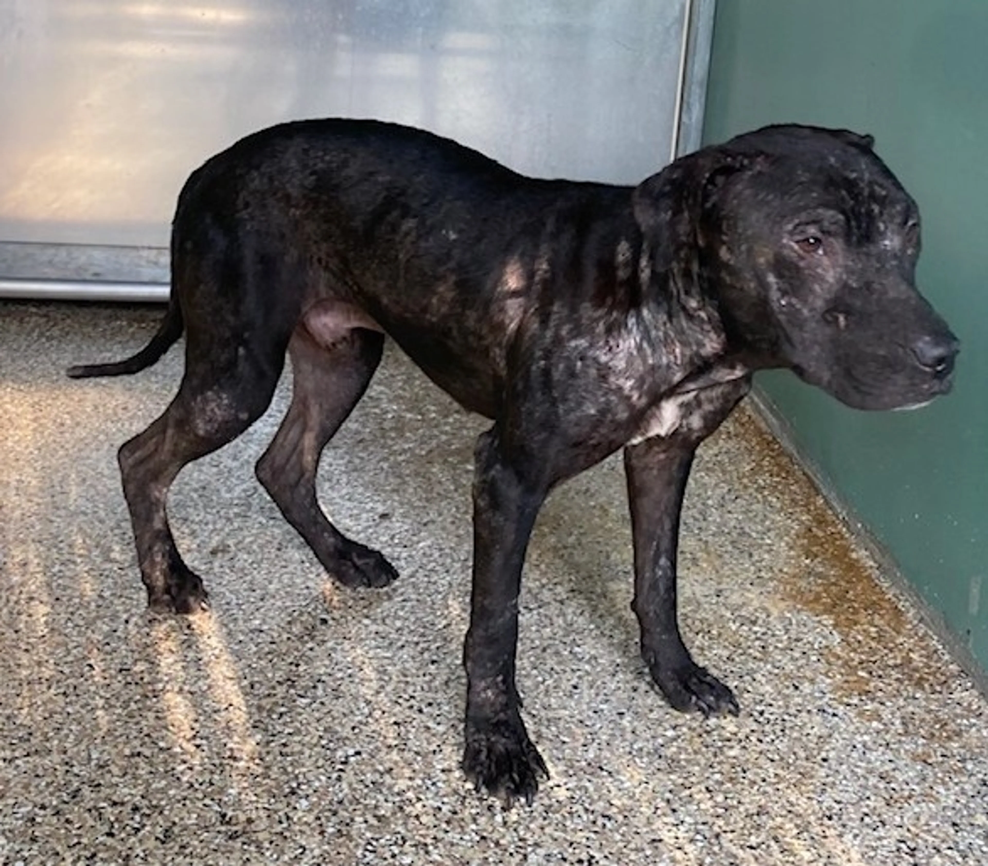 Found pet