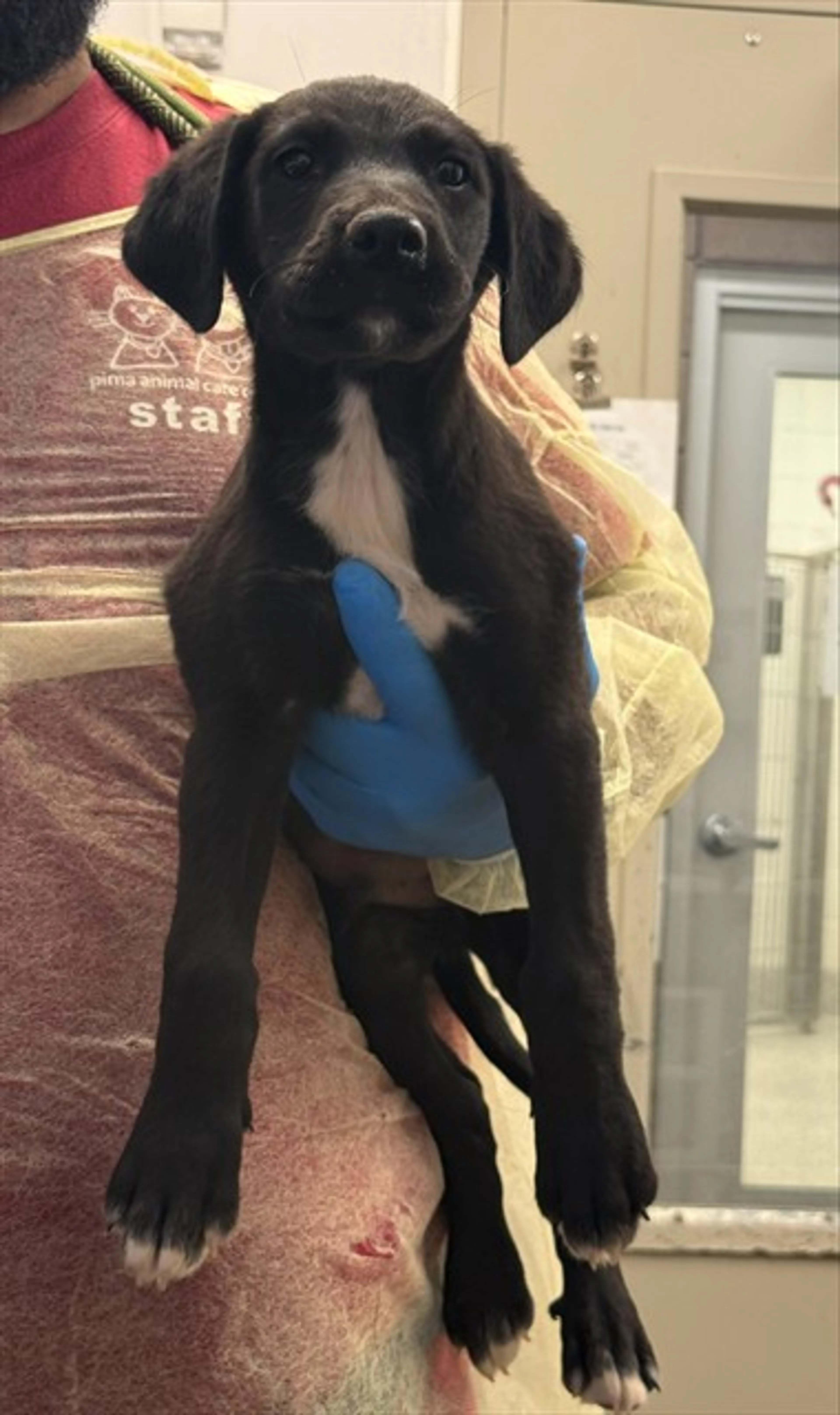Found pet