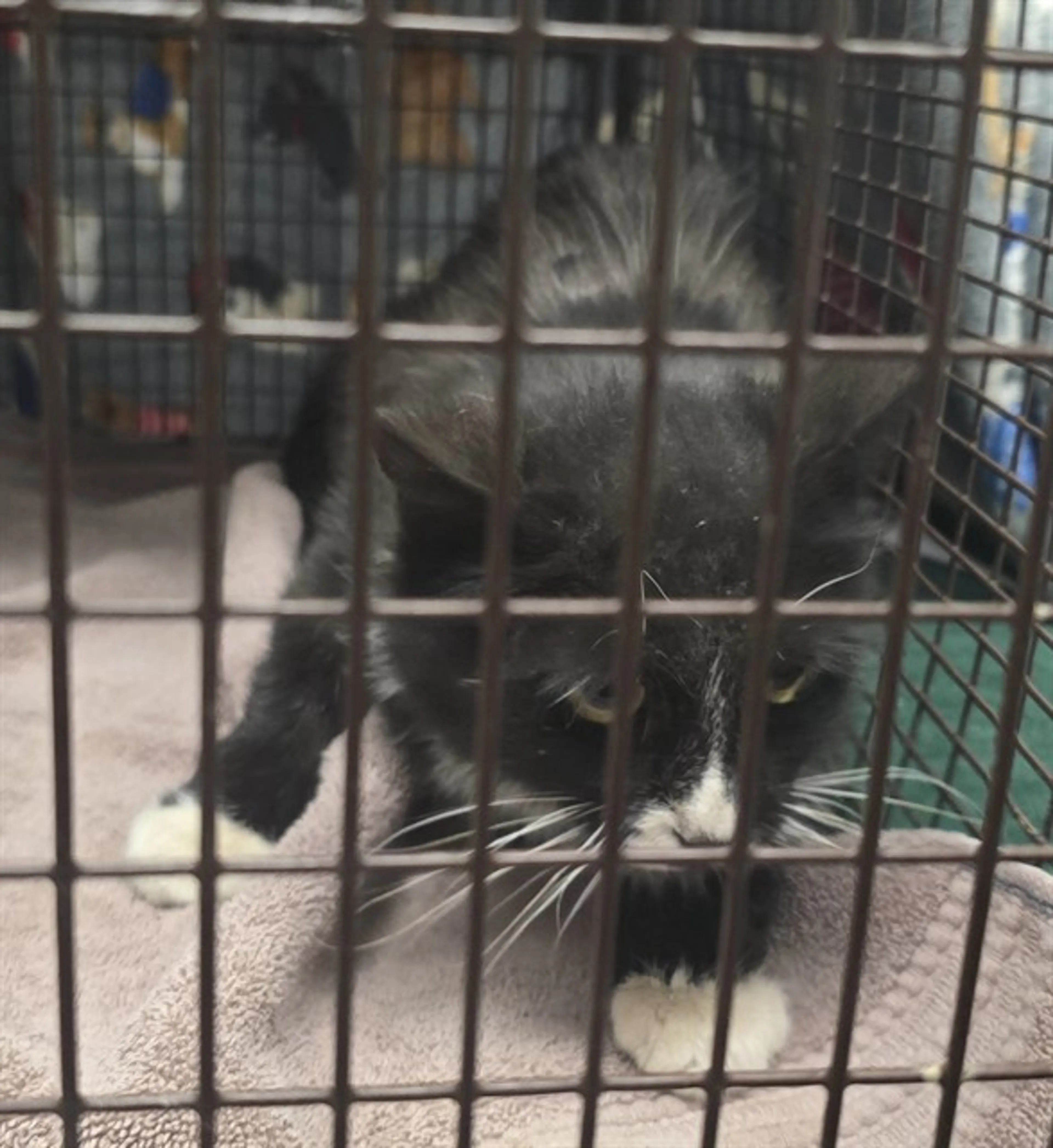 Found pet