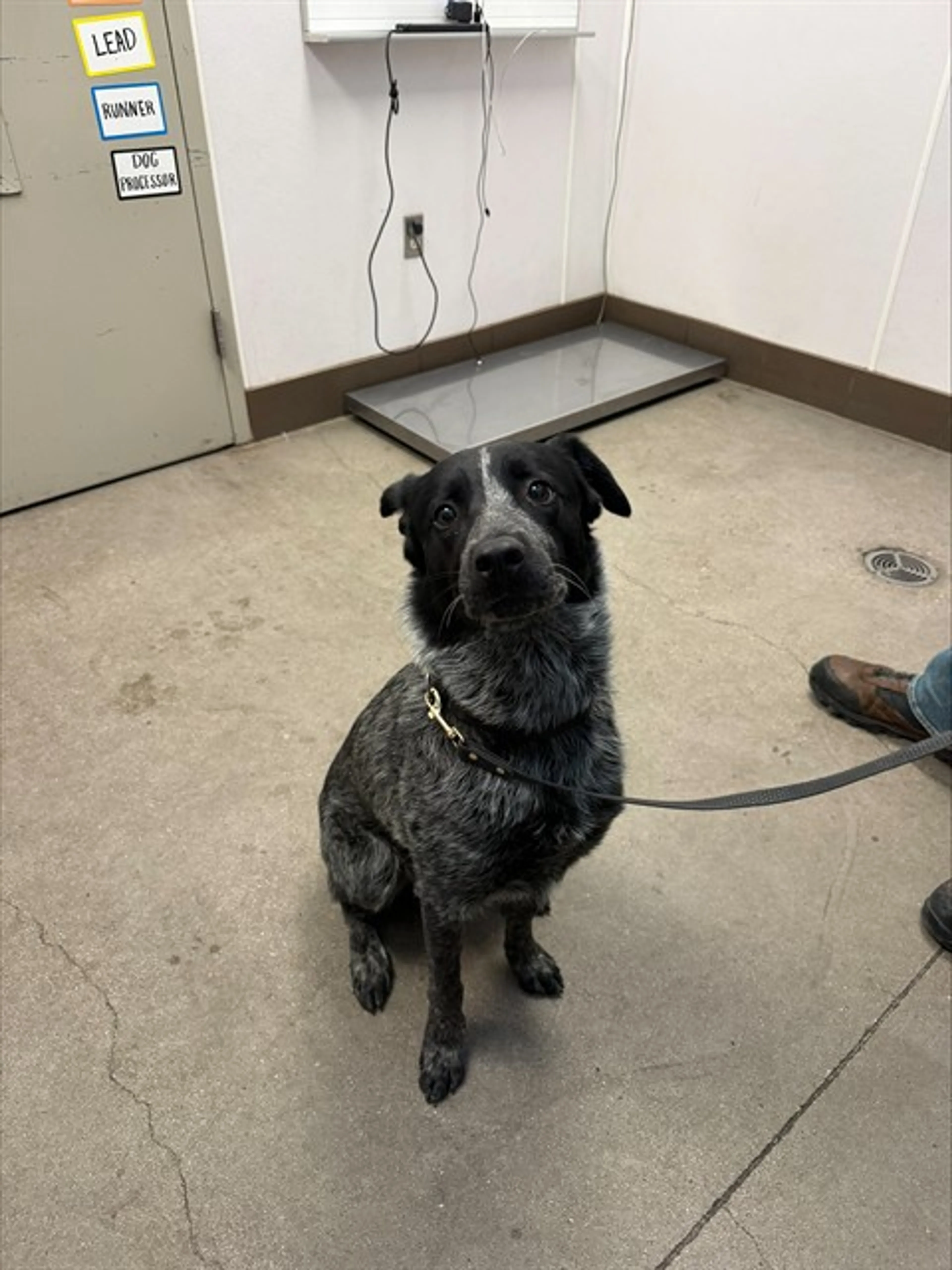 Found pet