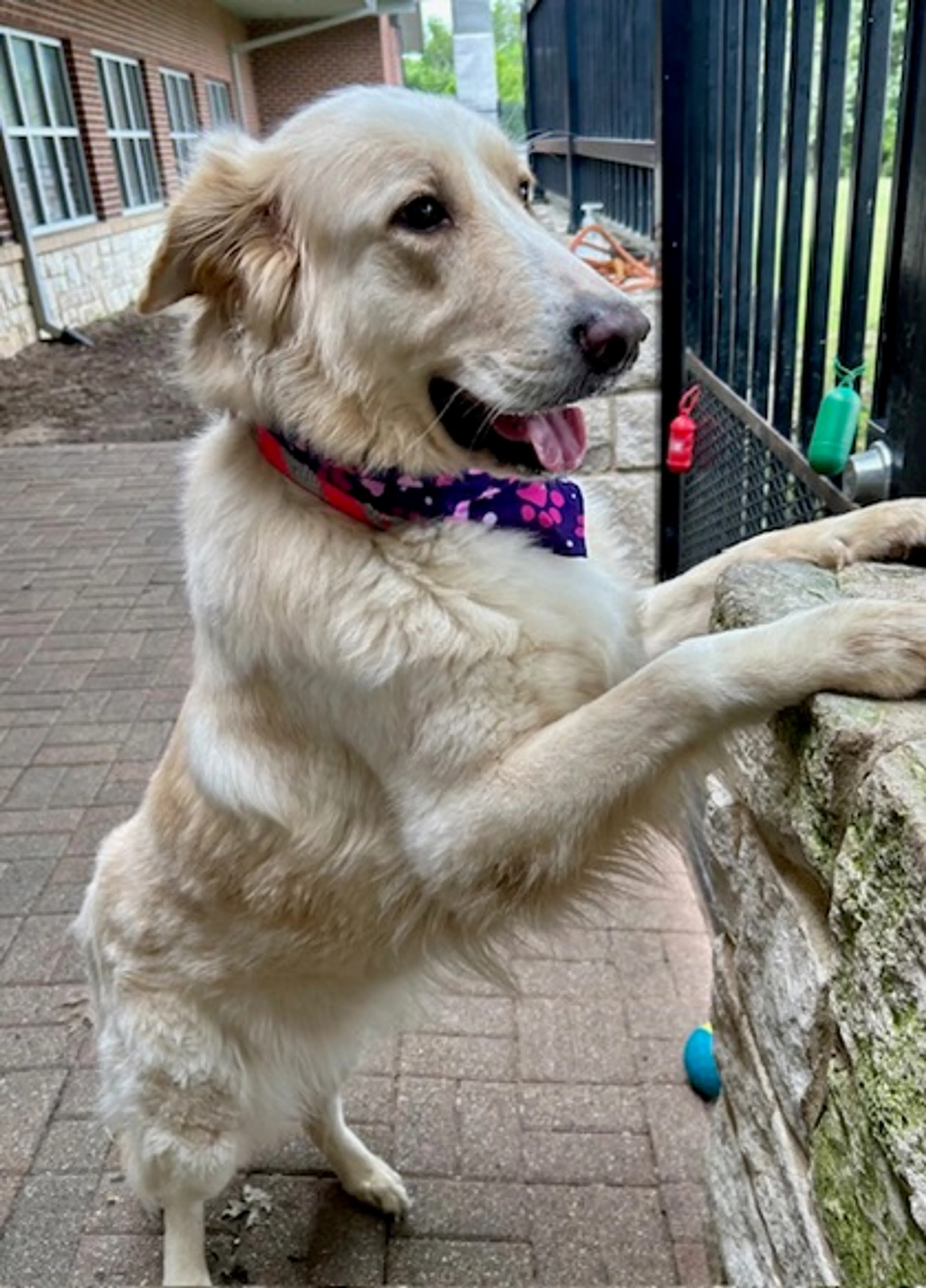 Found pet-2