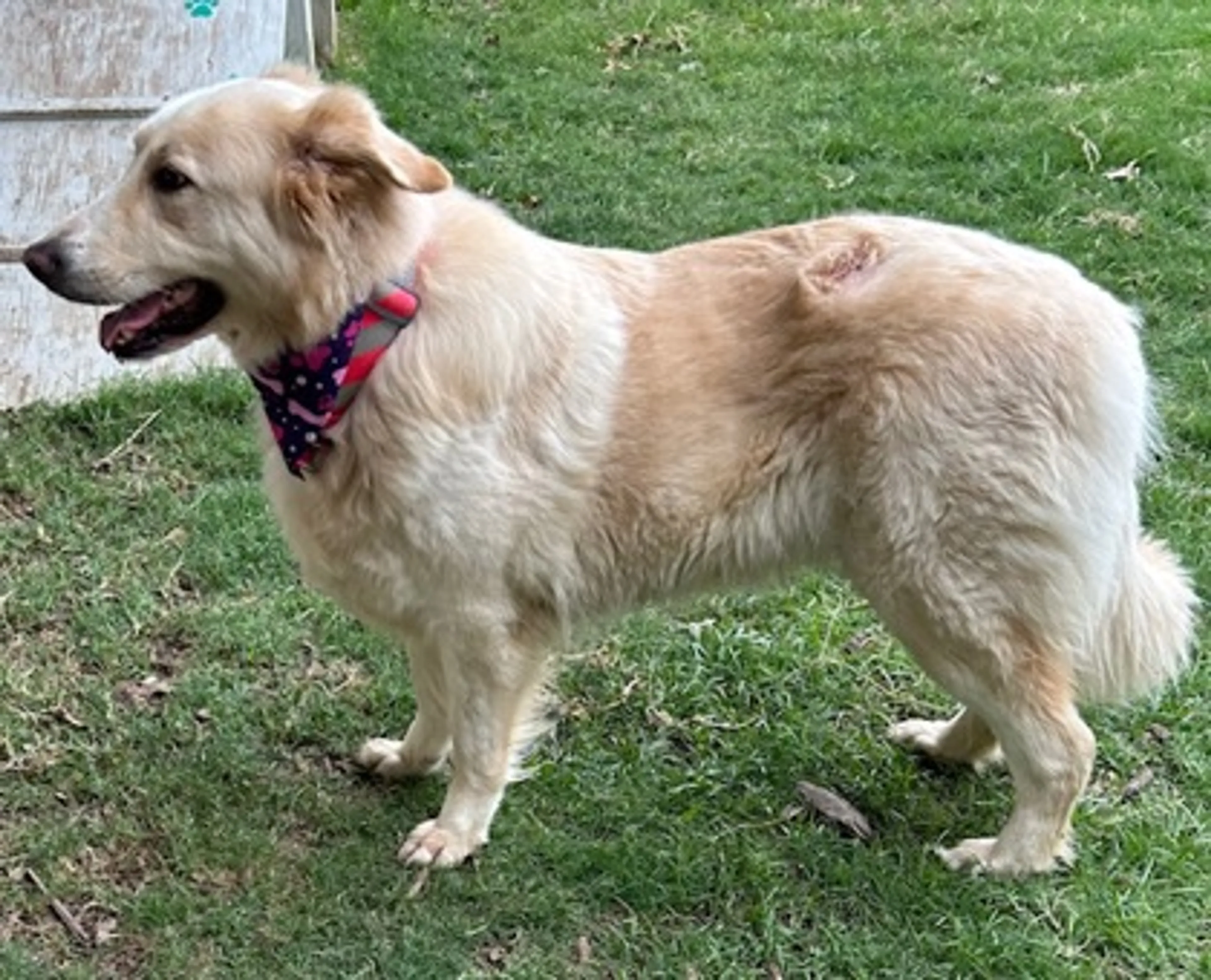 Found pet-1