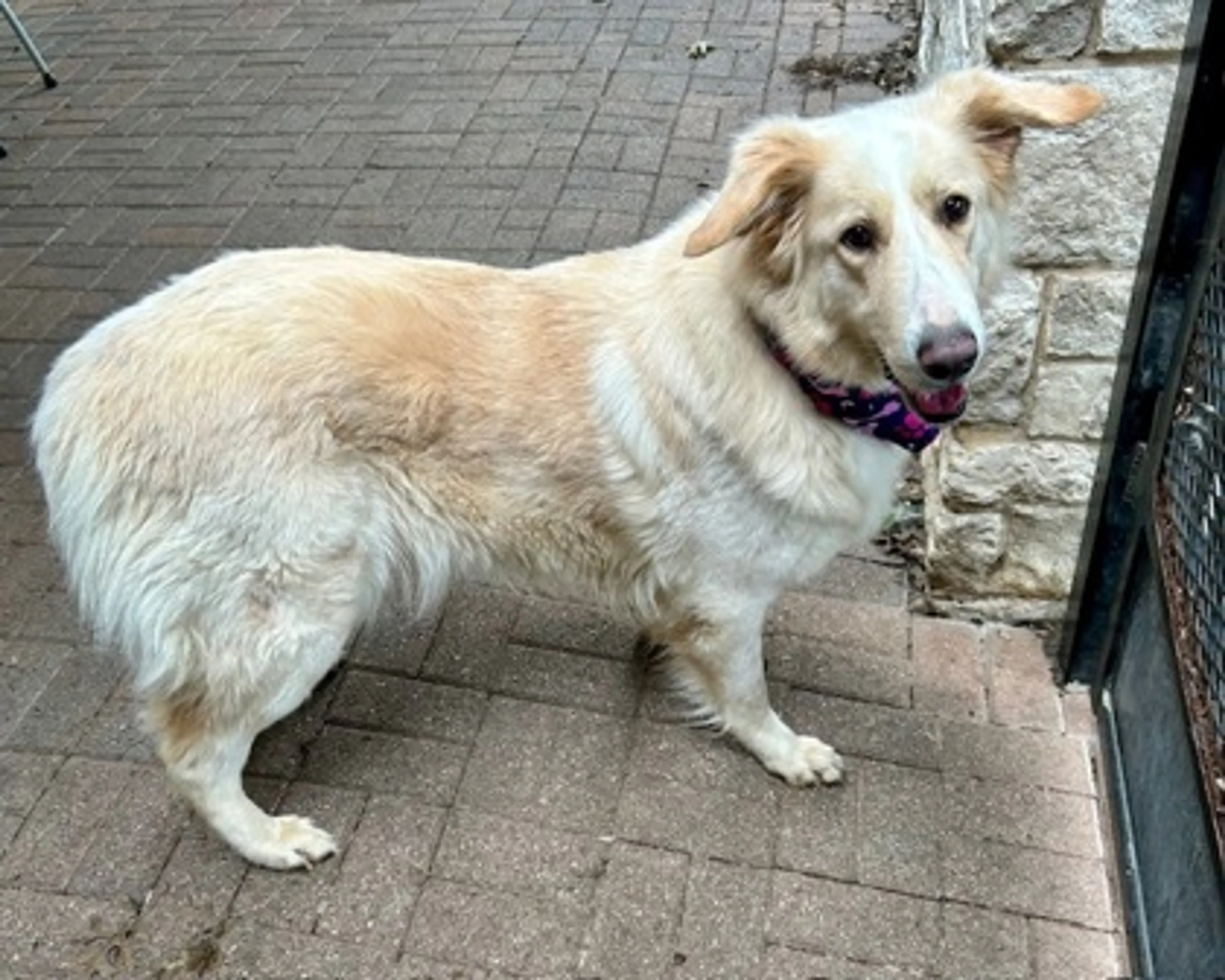 Found pet-0