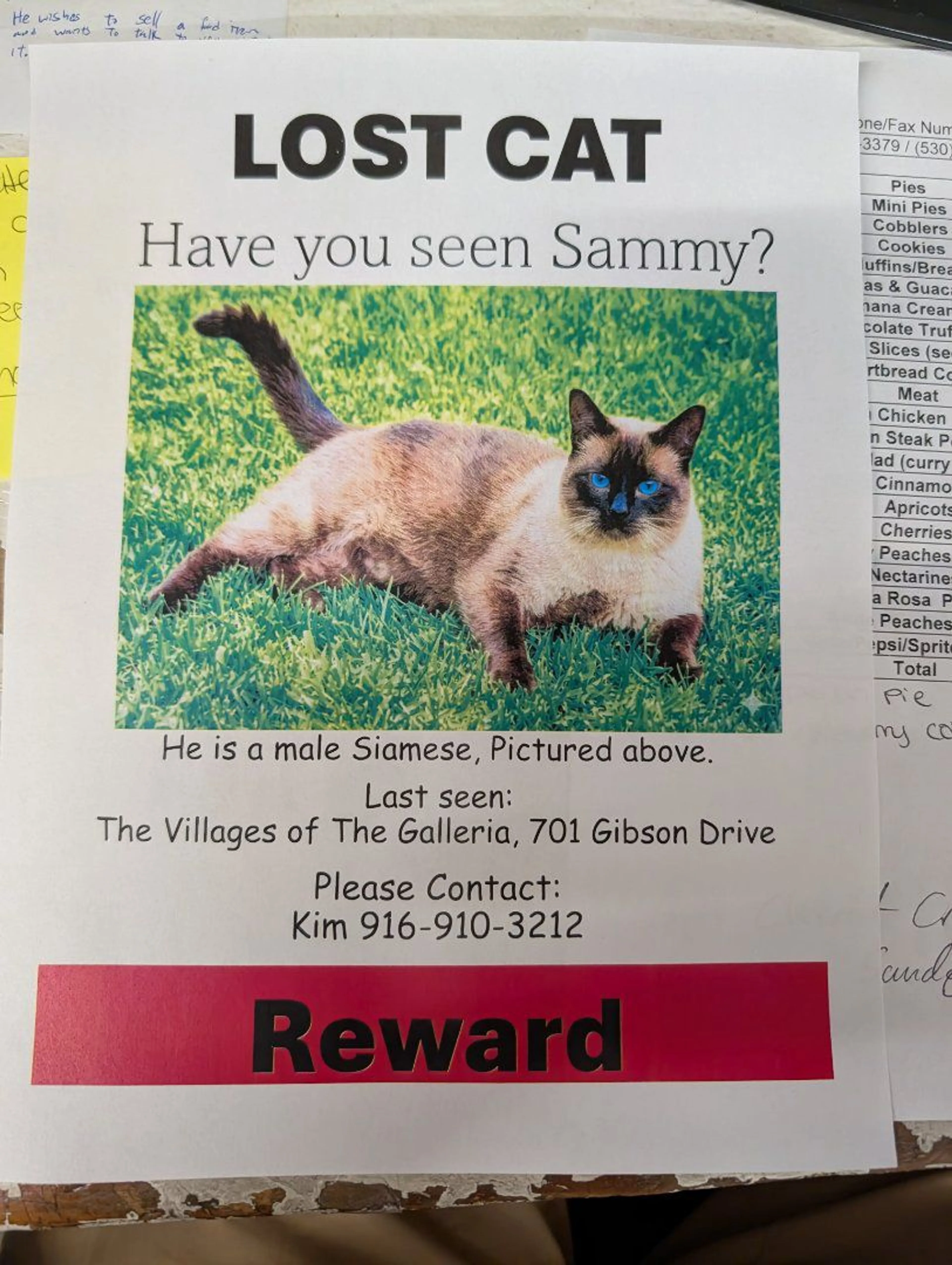 Lost pet