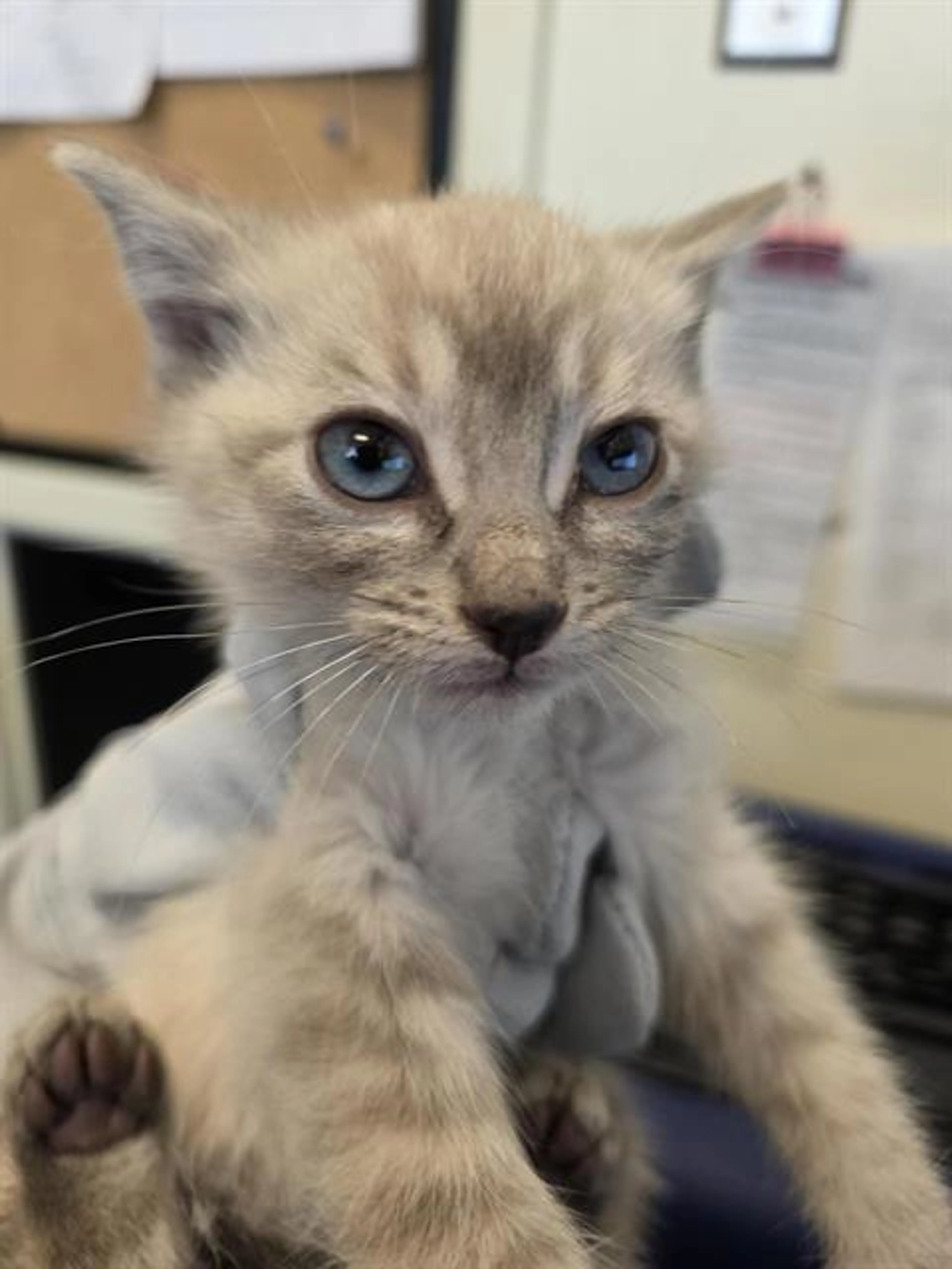 Found pet