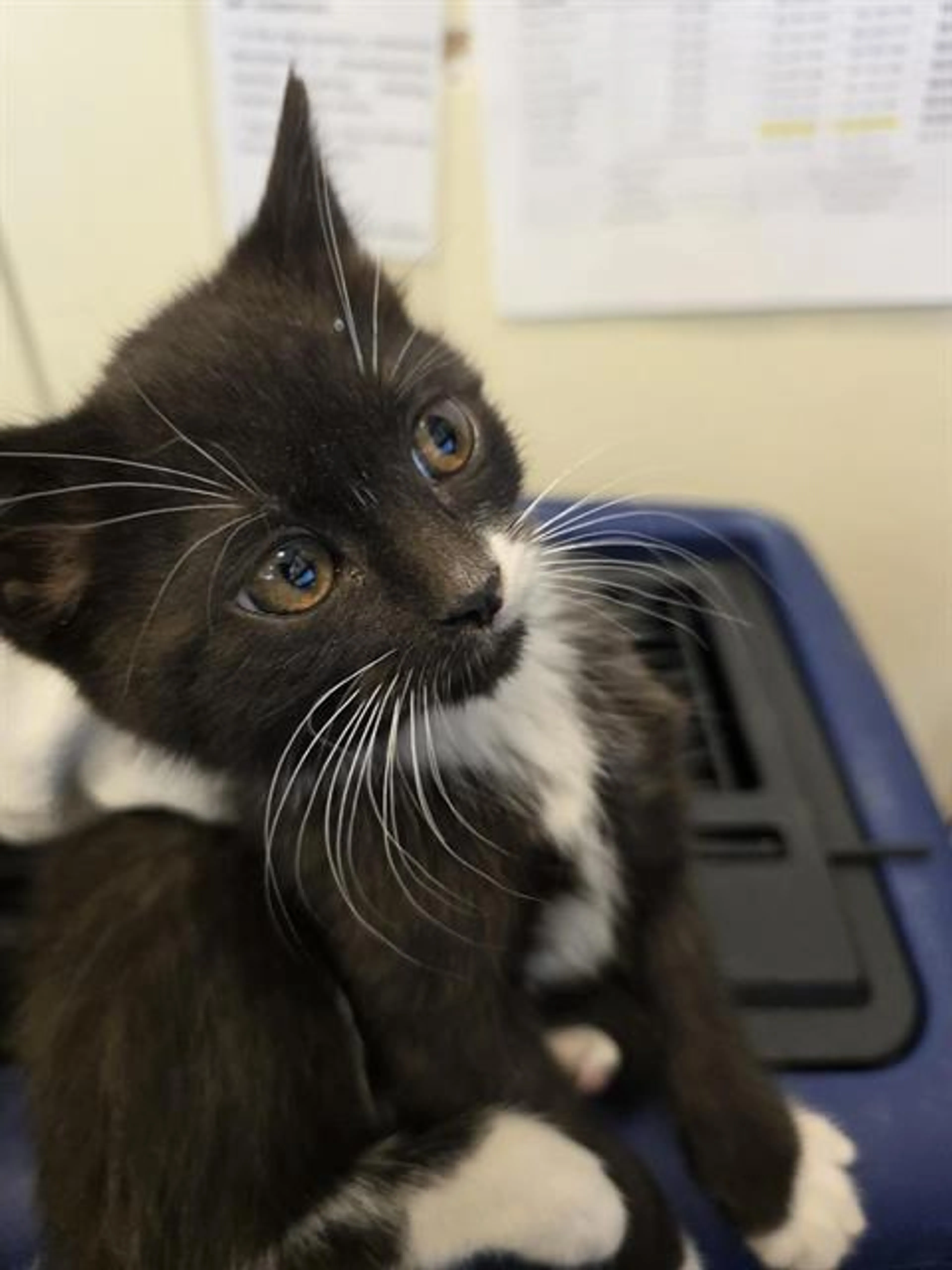Found pet