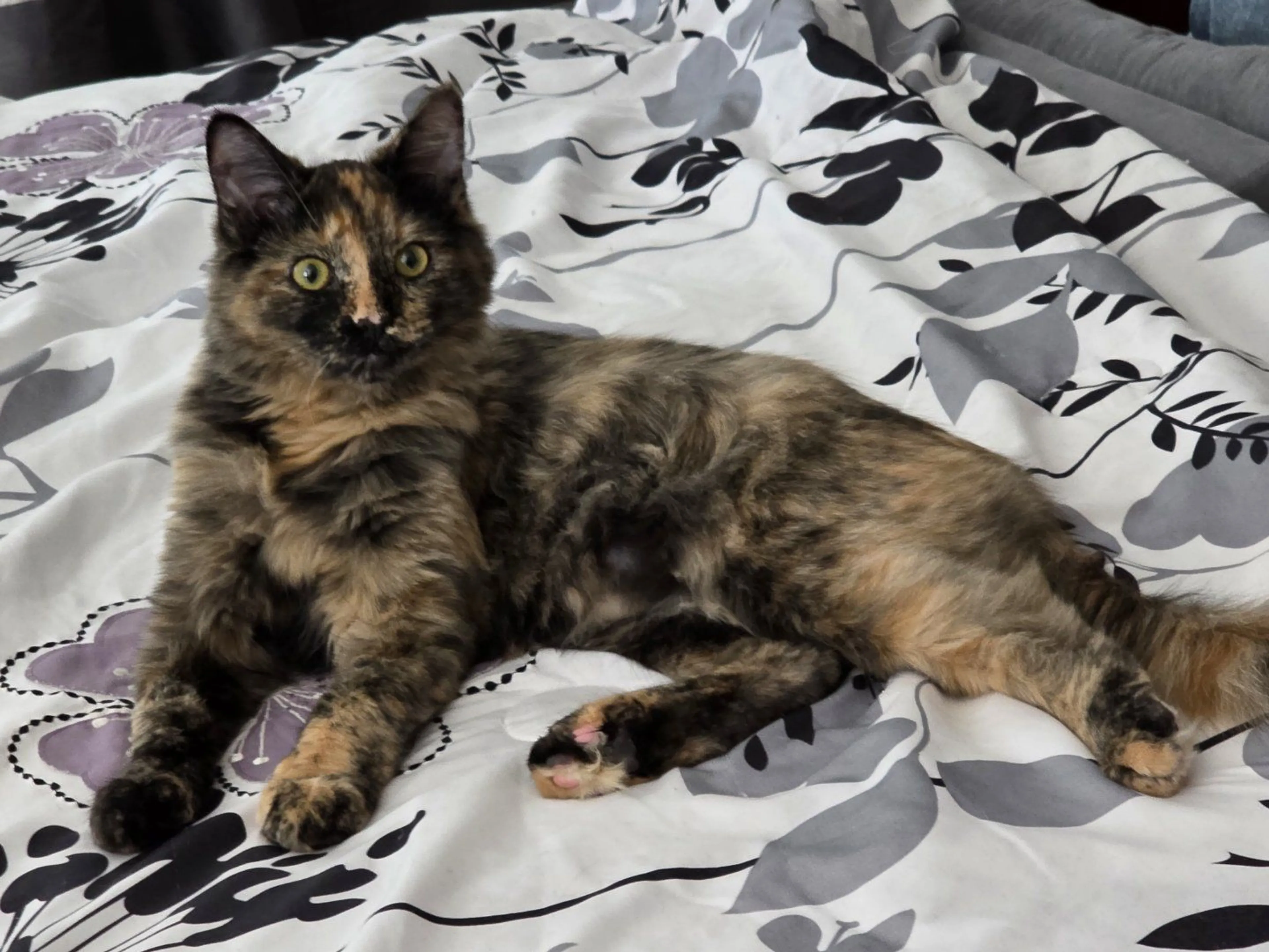 Lost pet-2