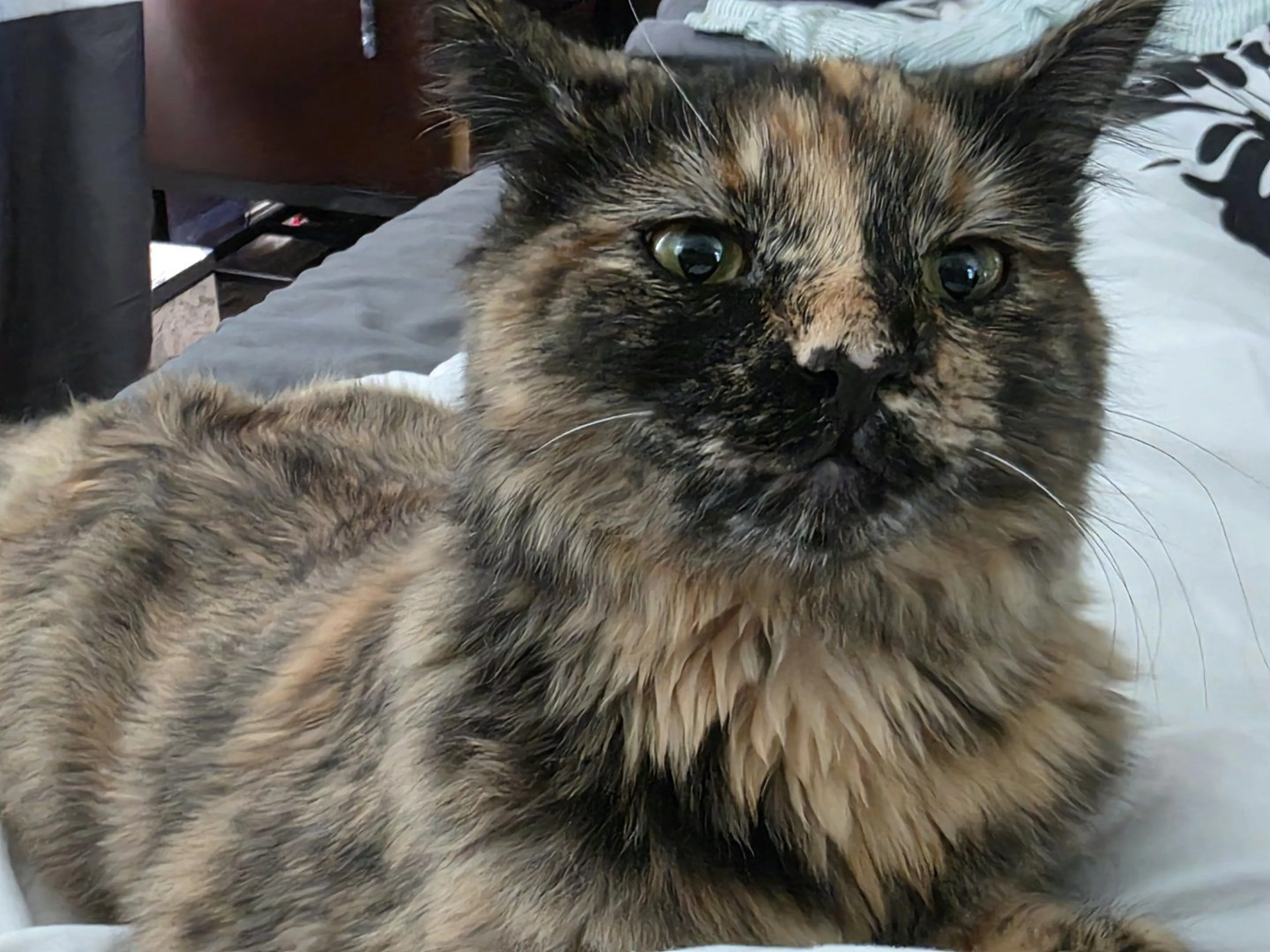 Lost pet-0