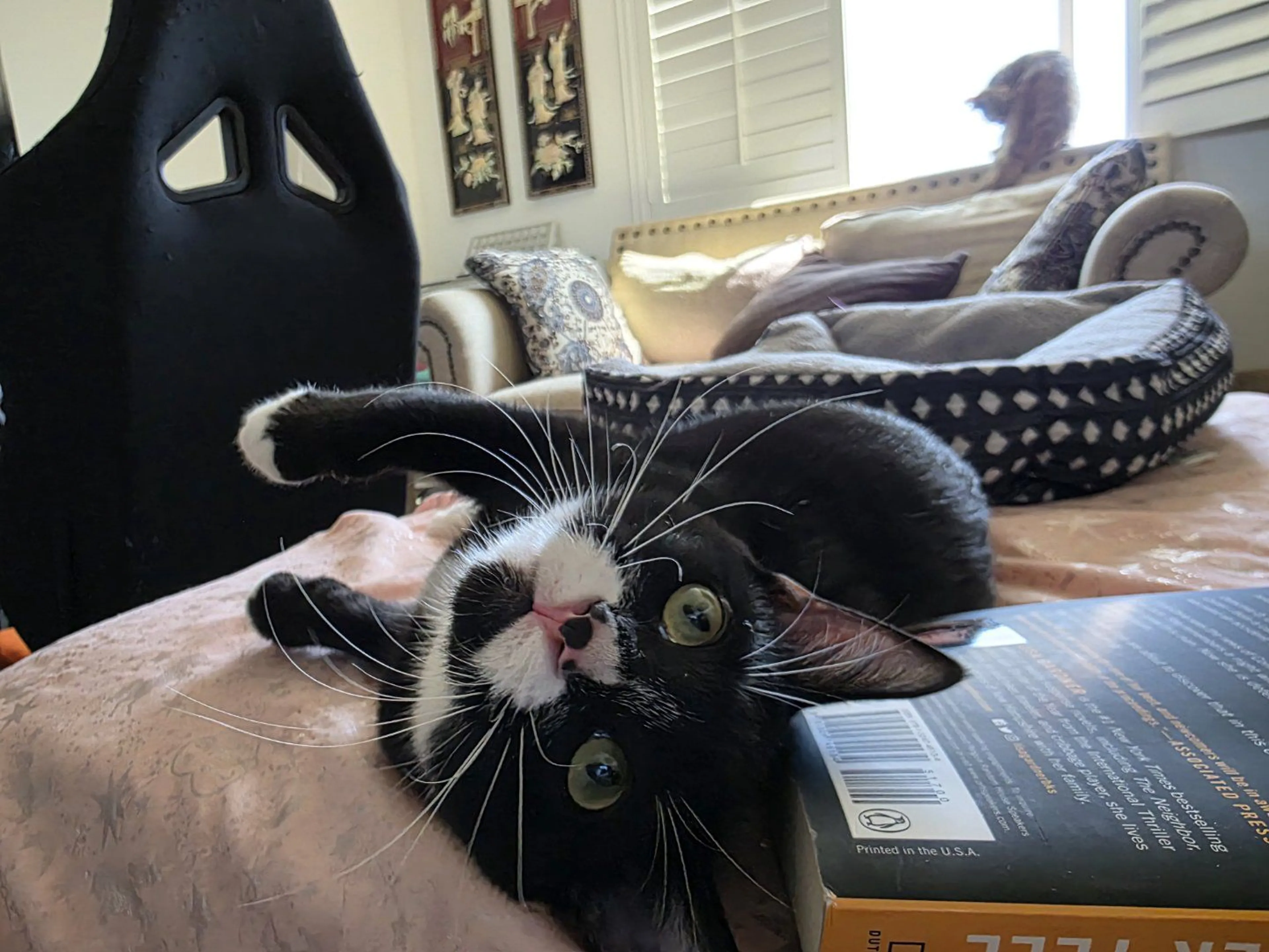 Lost pet-3