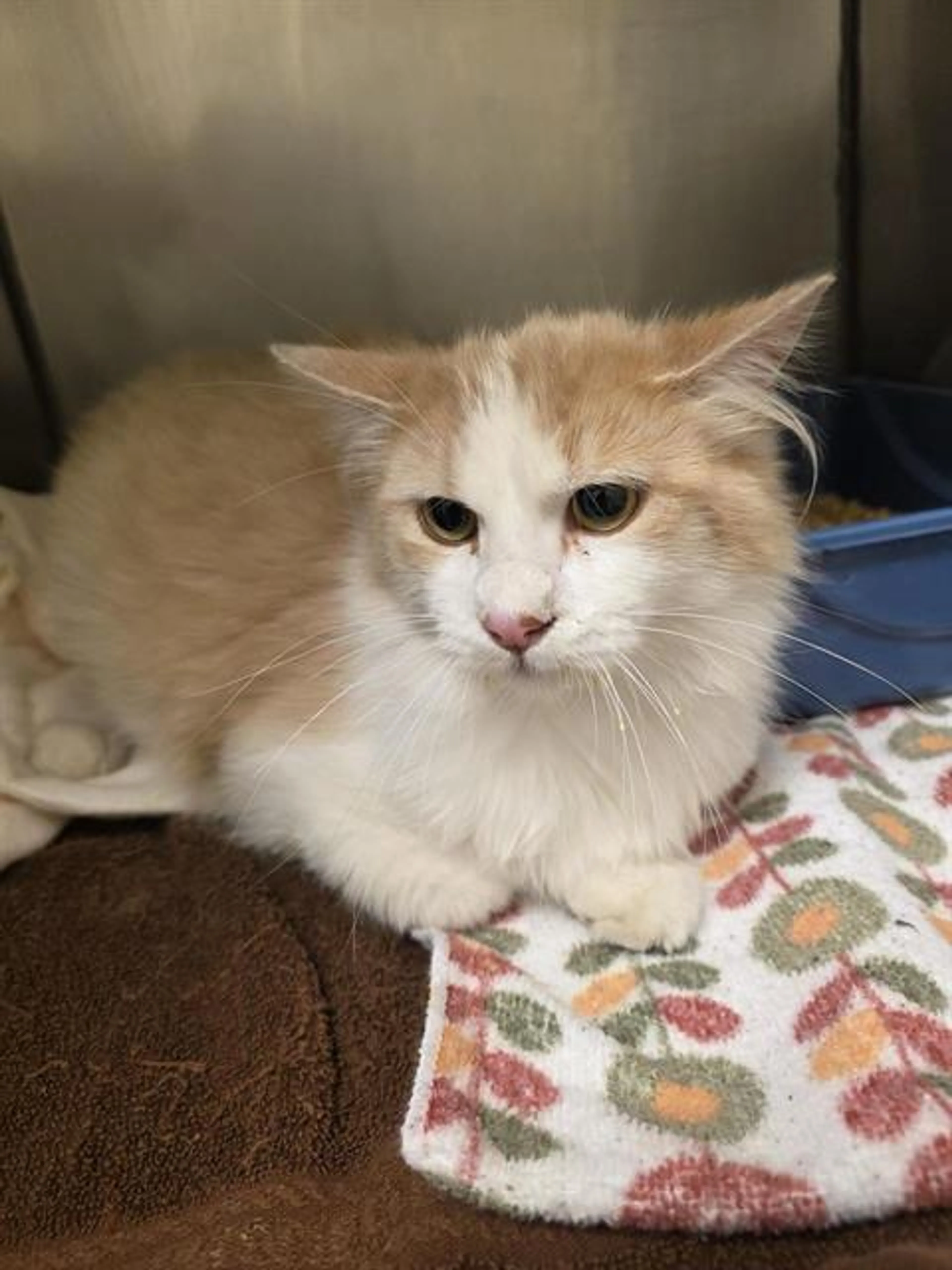 Found pet