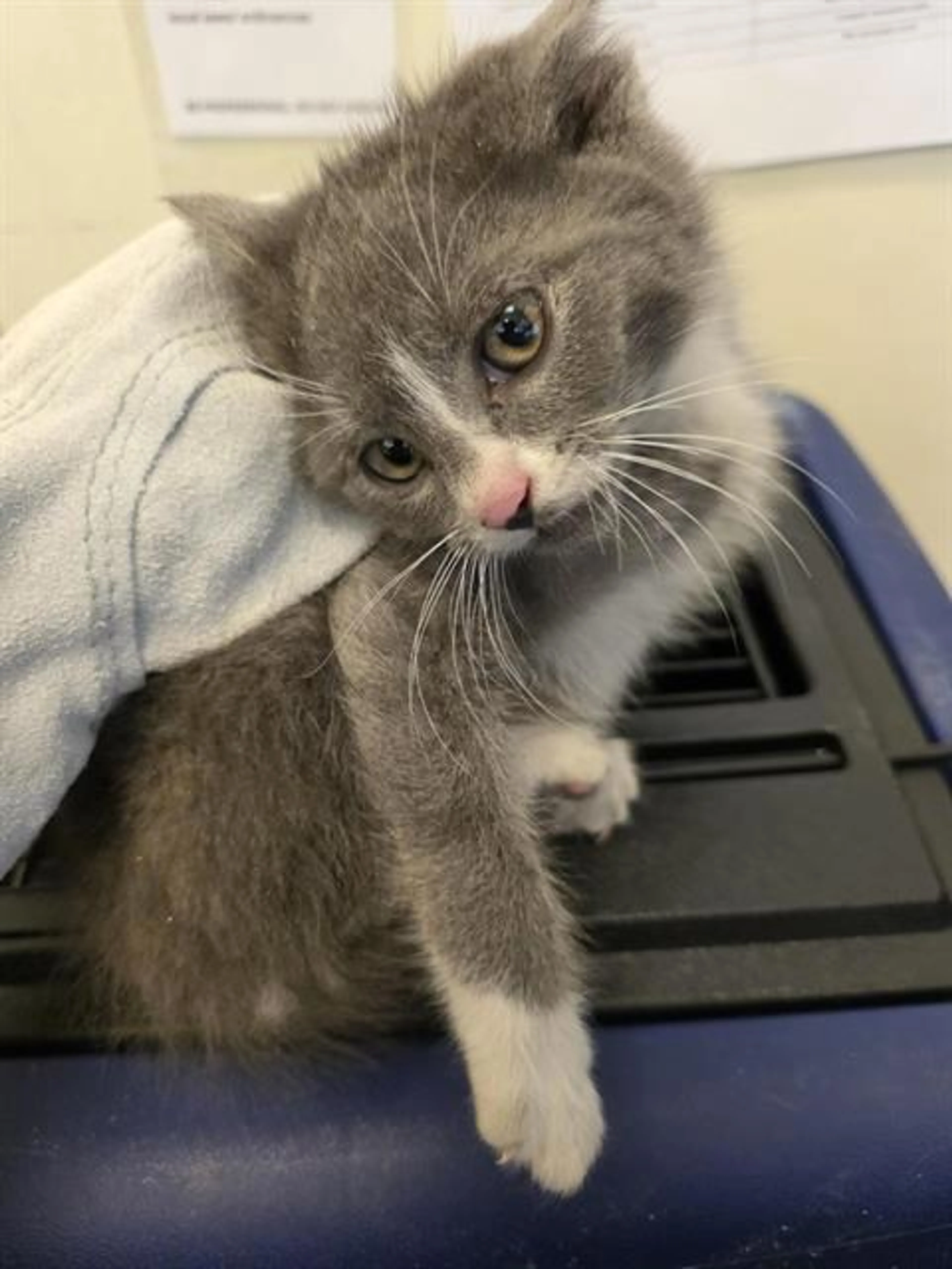 Found pet