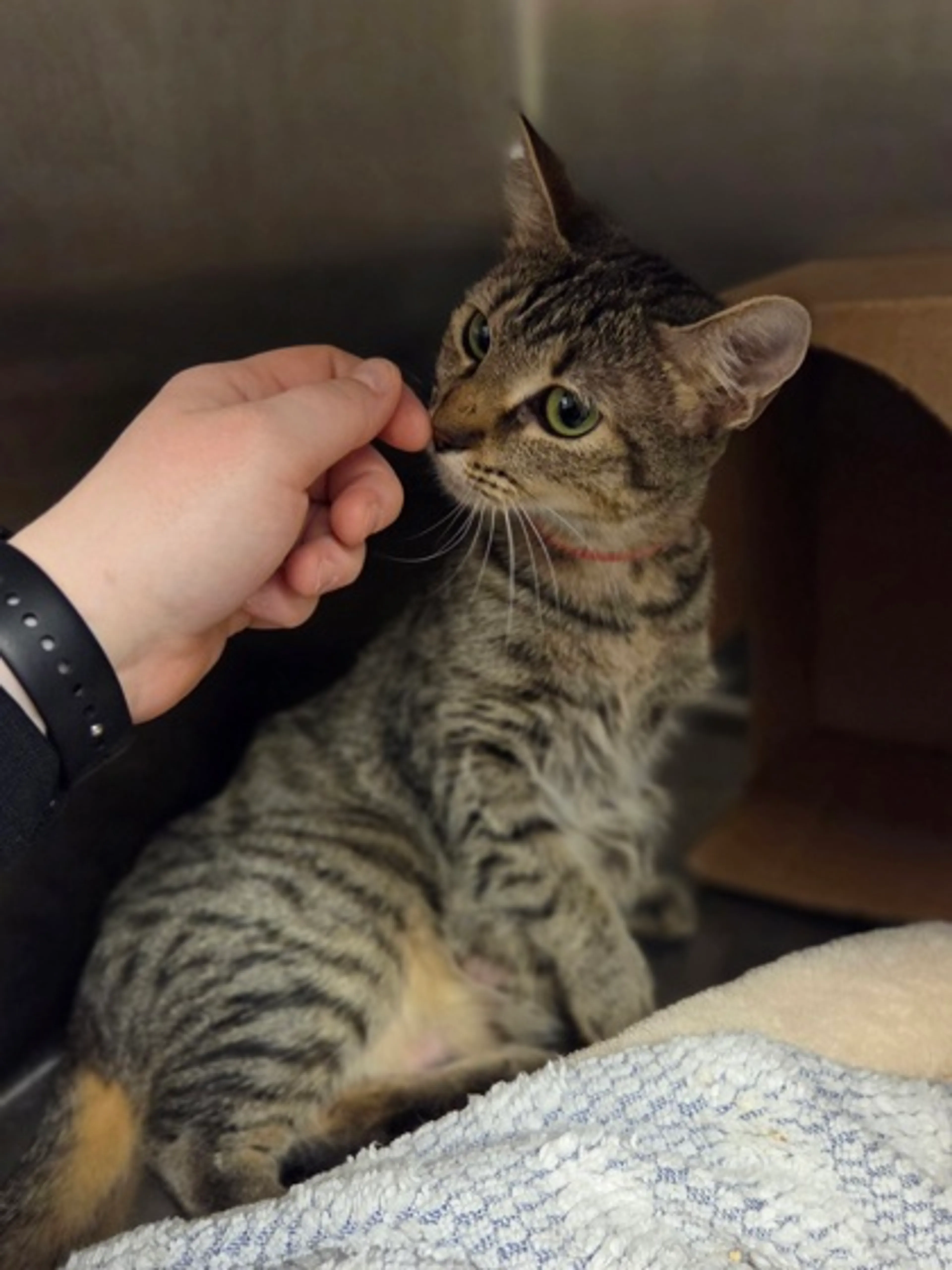 Found pet-2