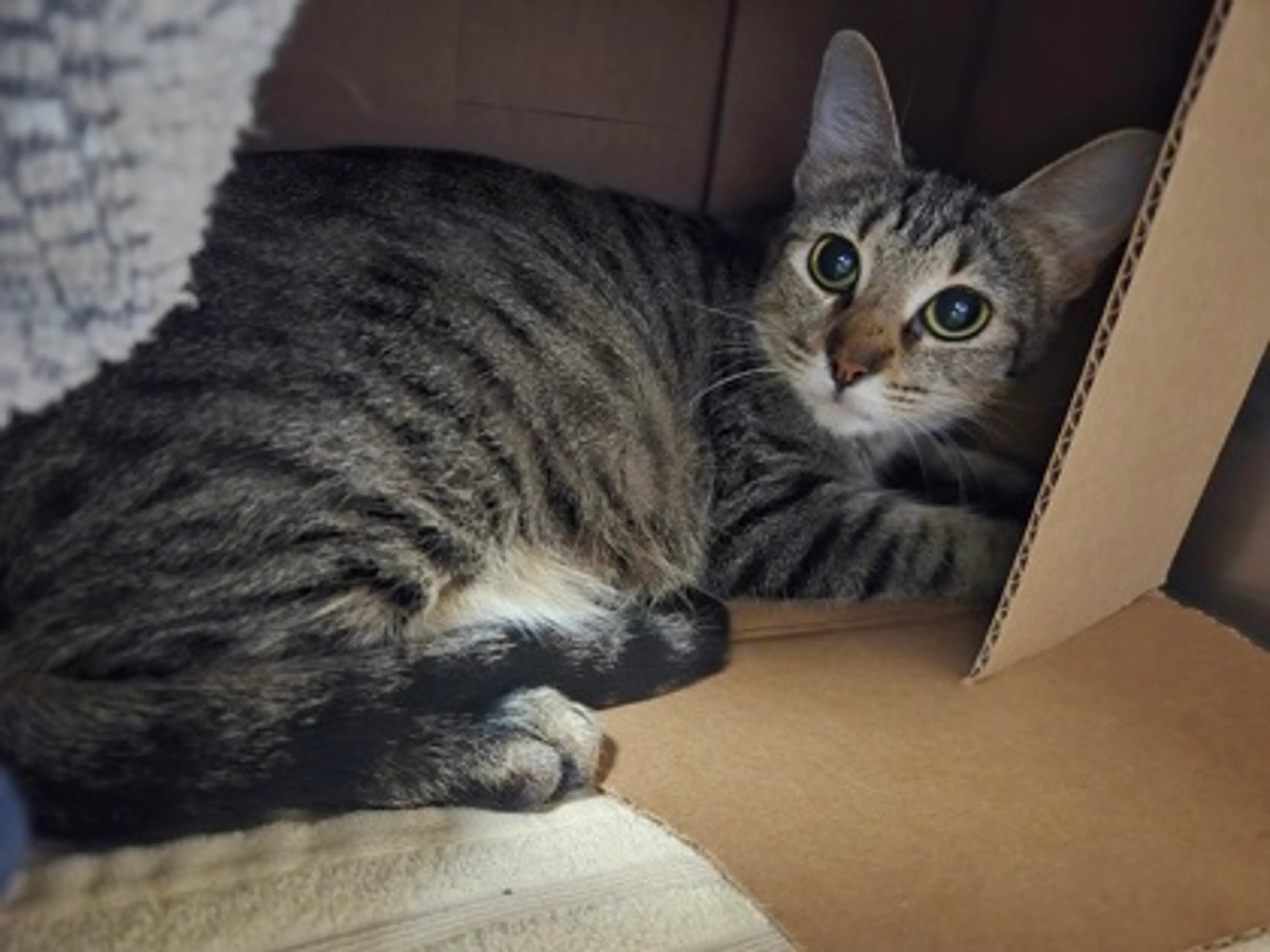 Found pet-1