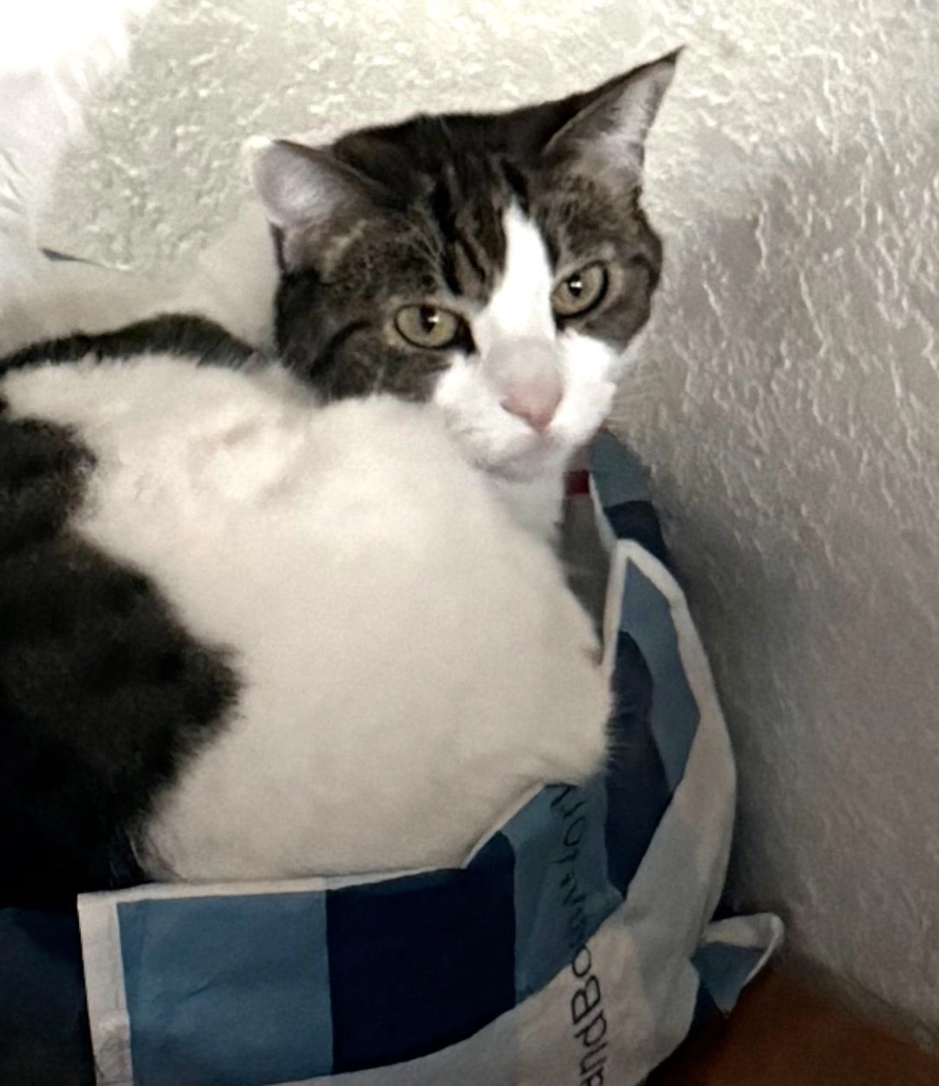 Lost pet-0