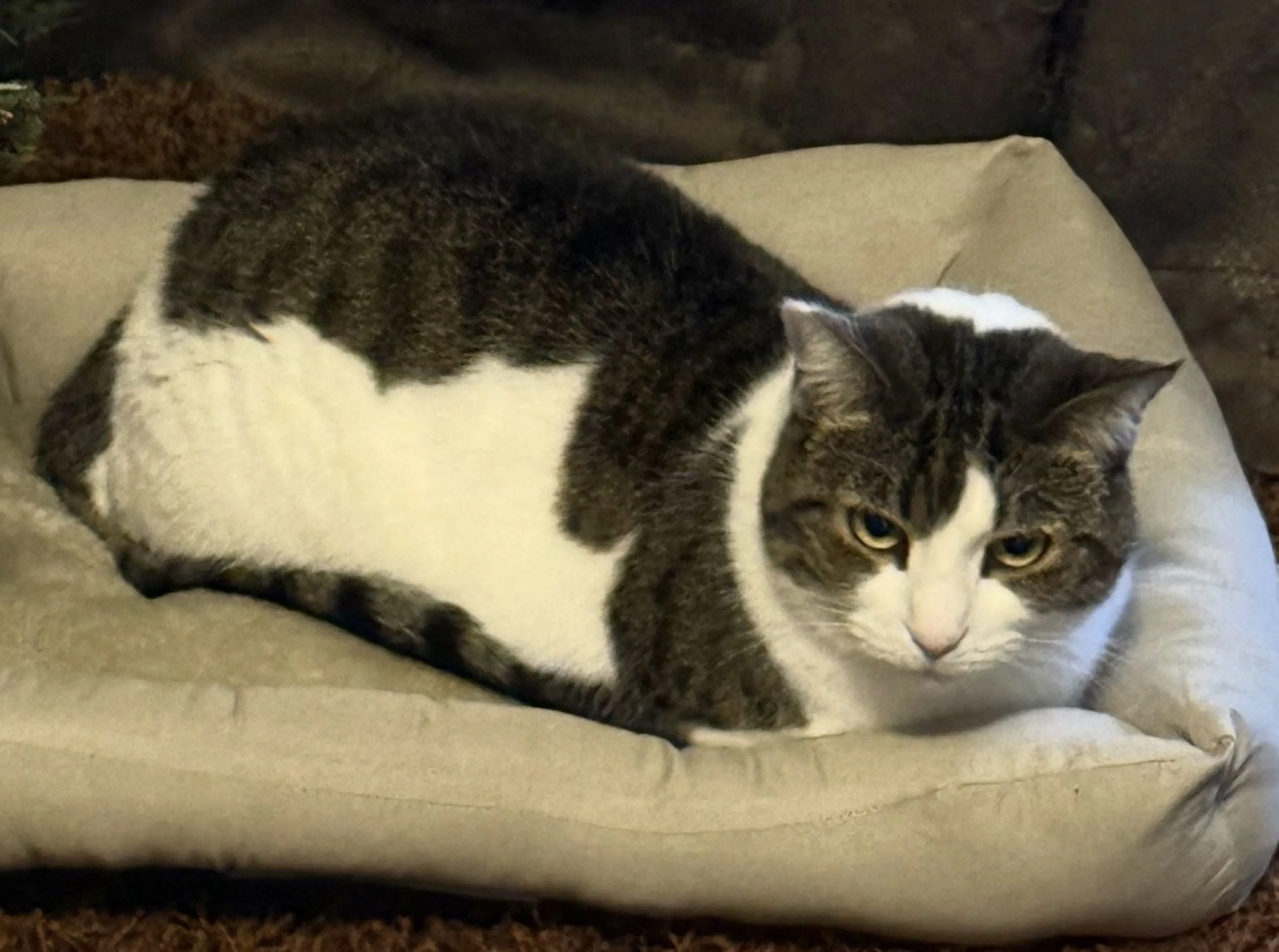 Lost pet-1
