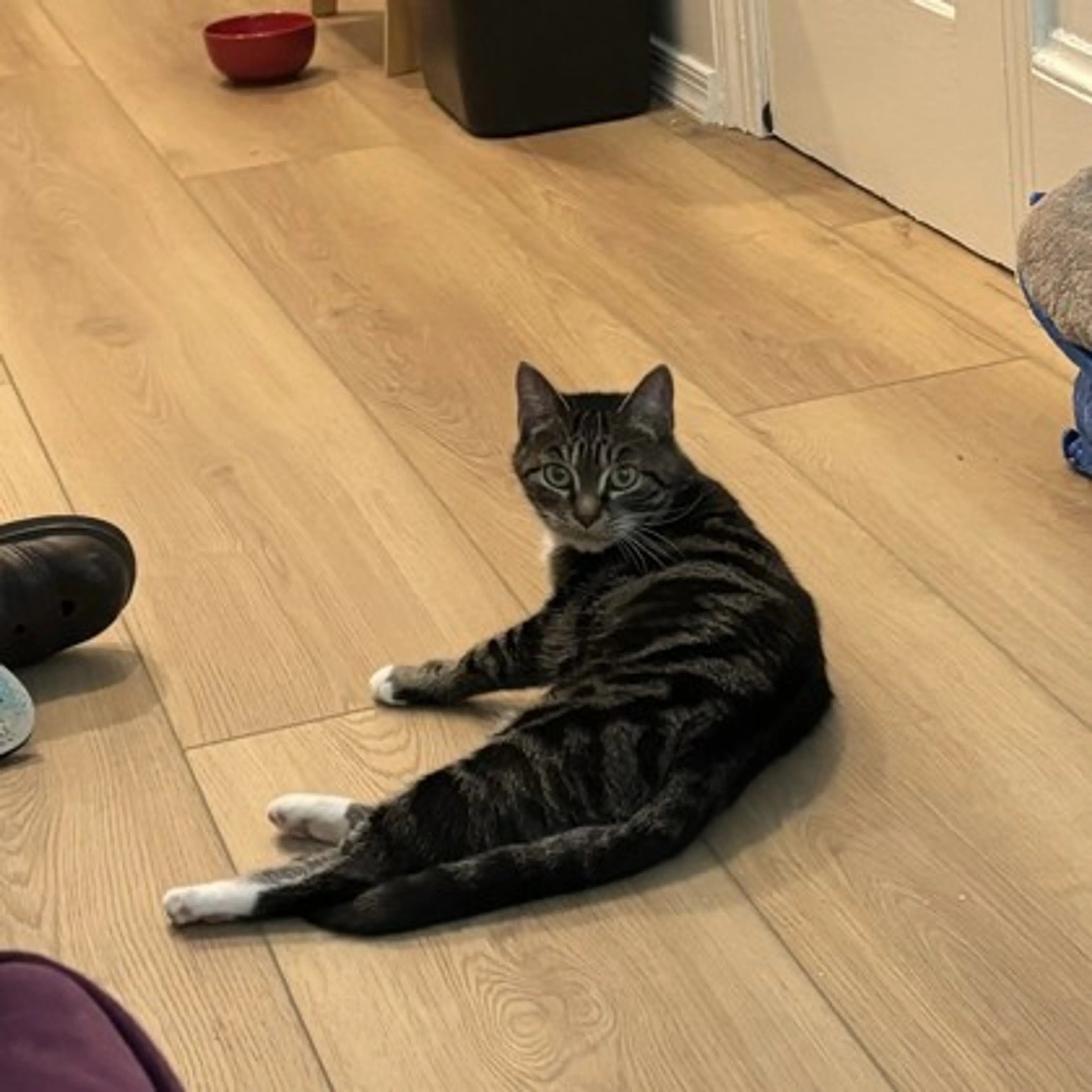 Found pet-2