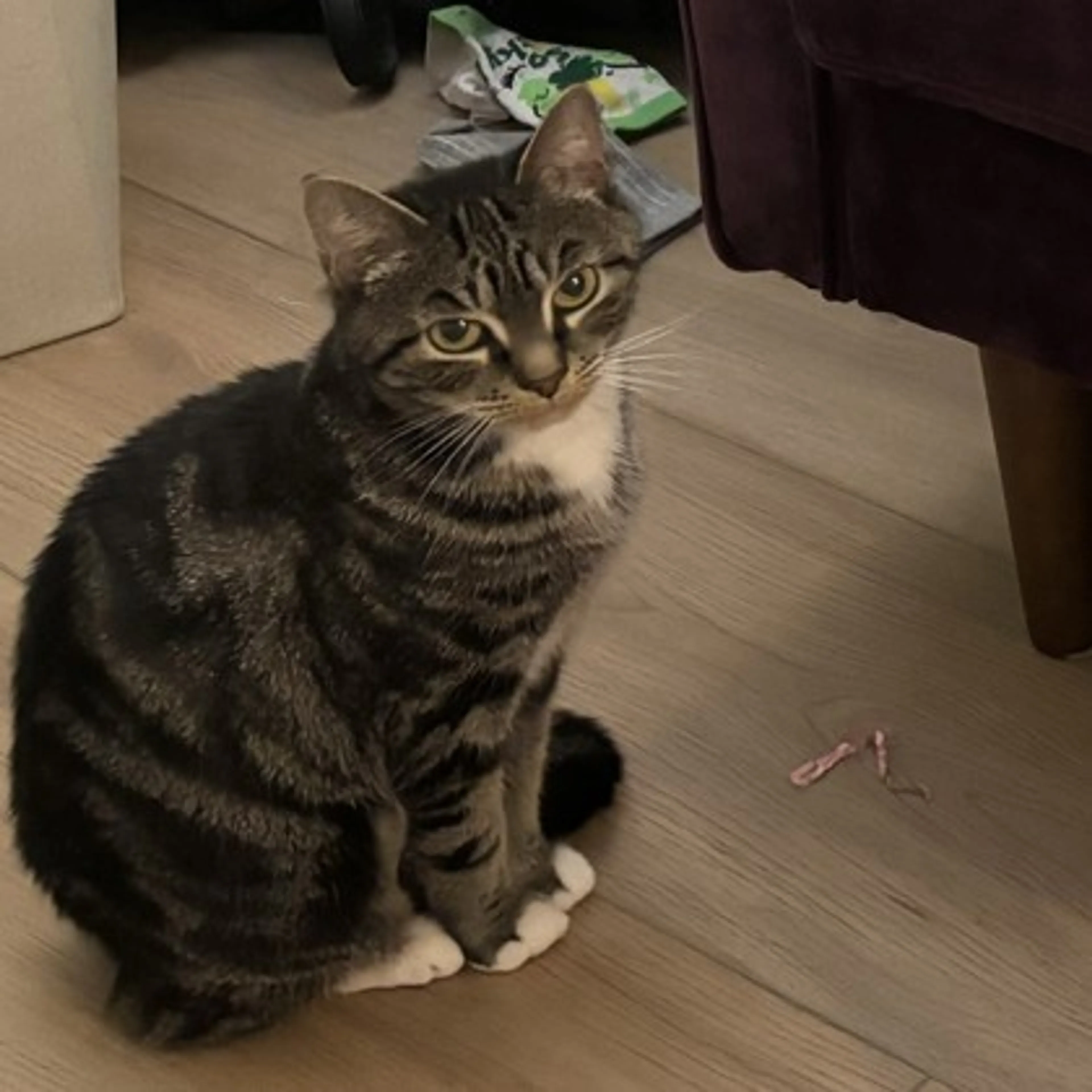 Found pet-0