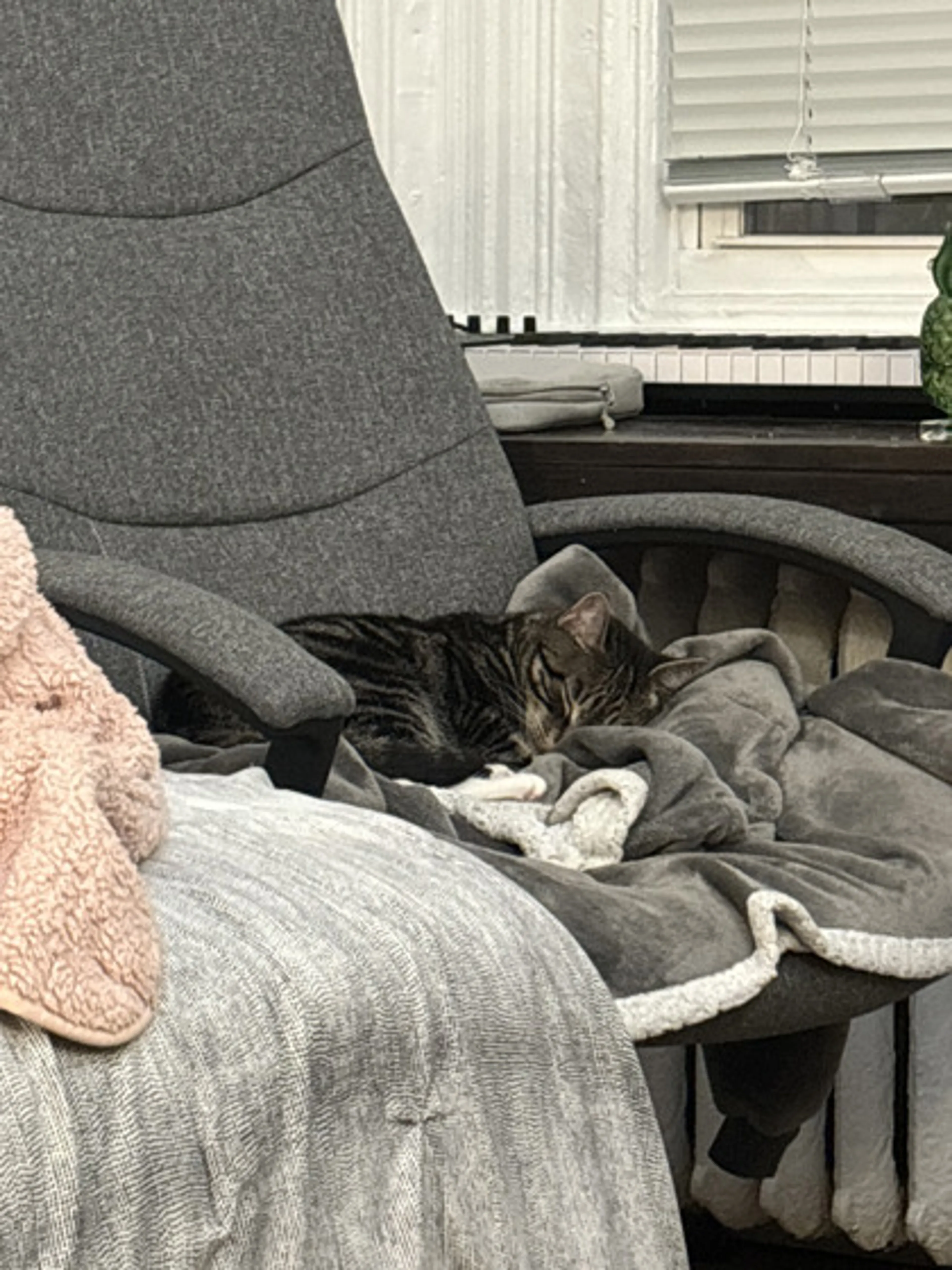 Found pet-1