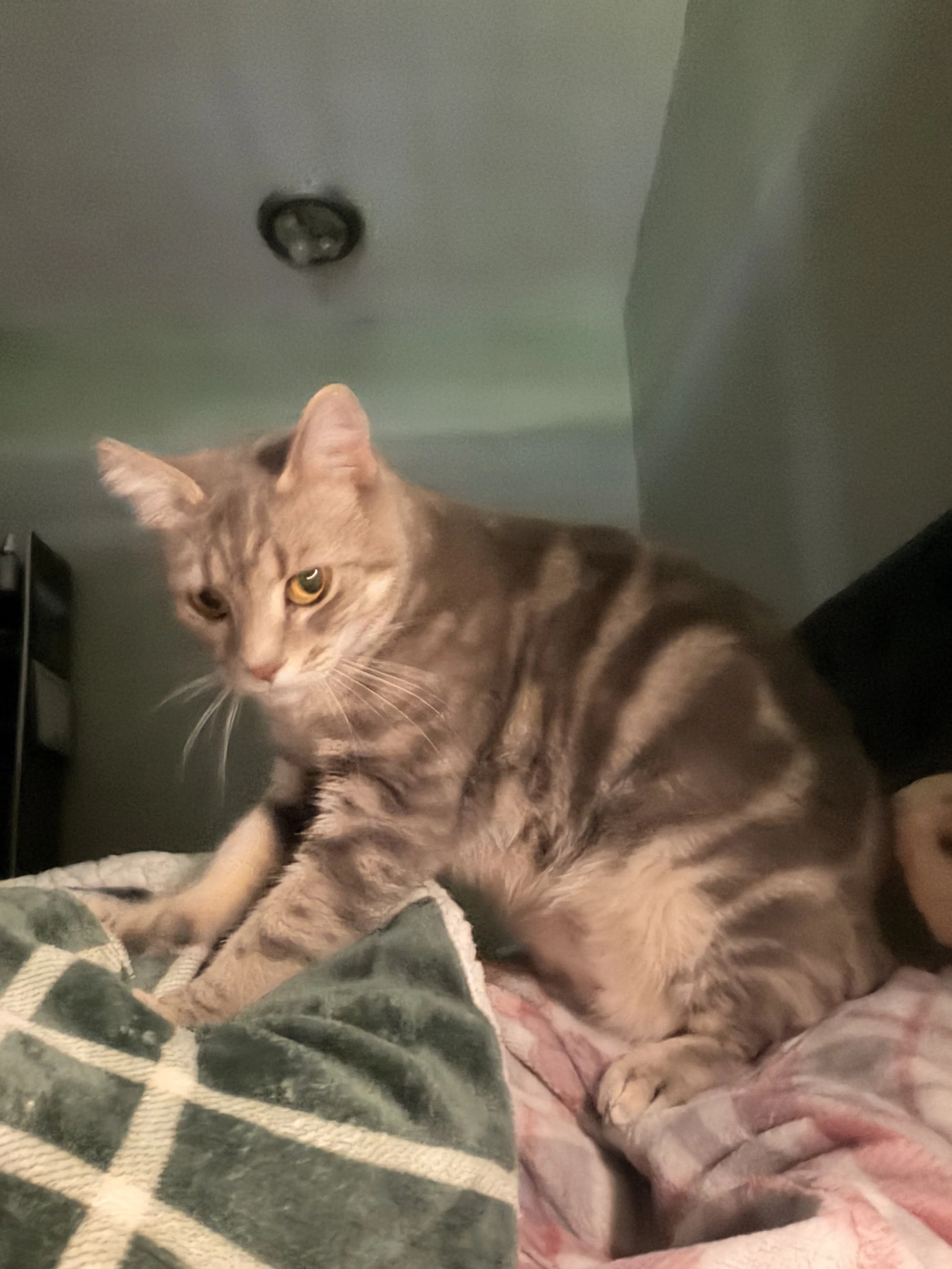 Lost pet-1