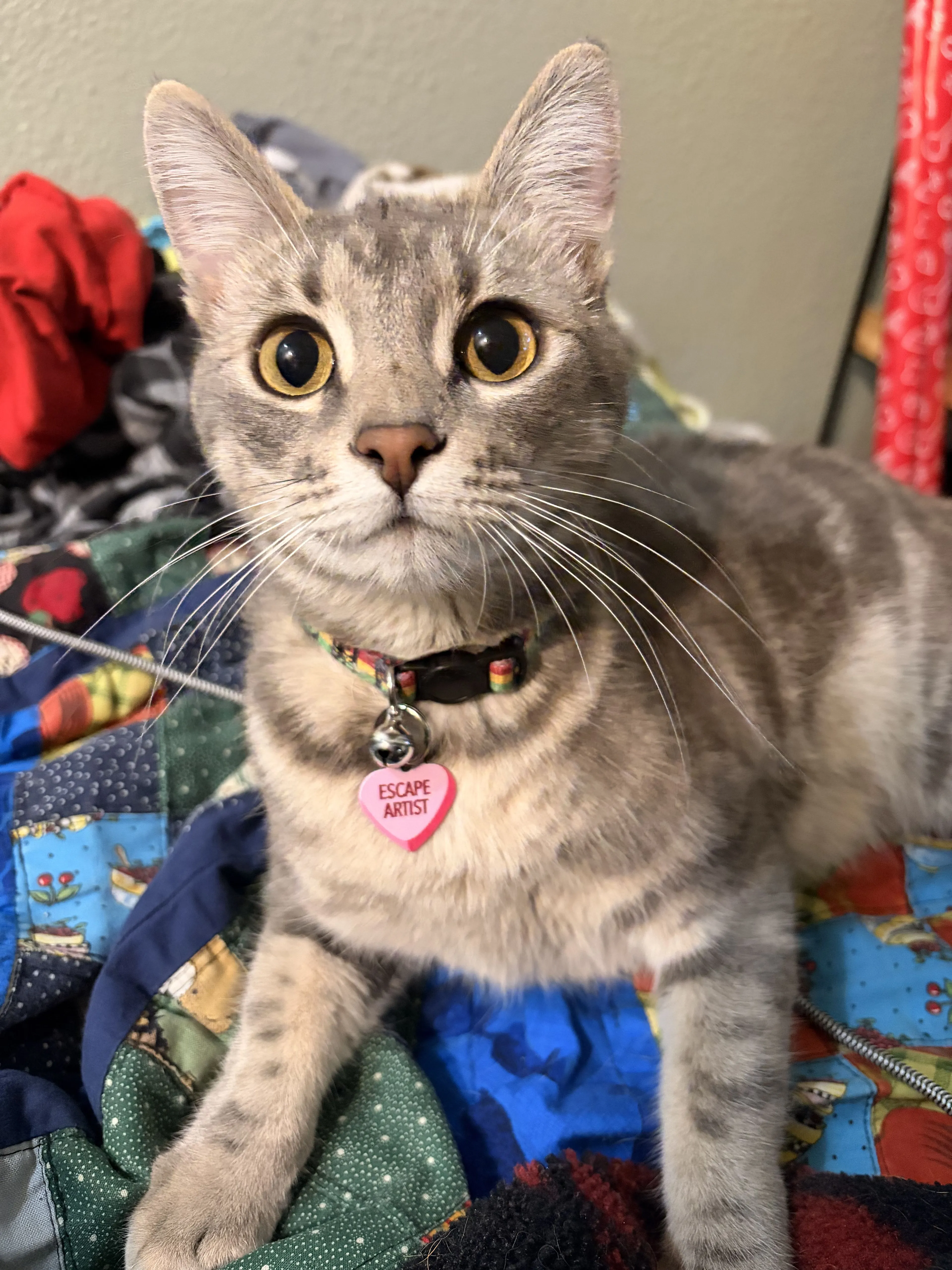 Lost pet-3