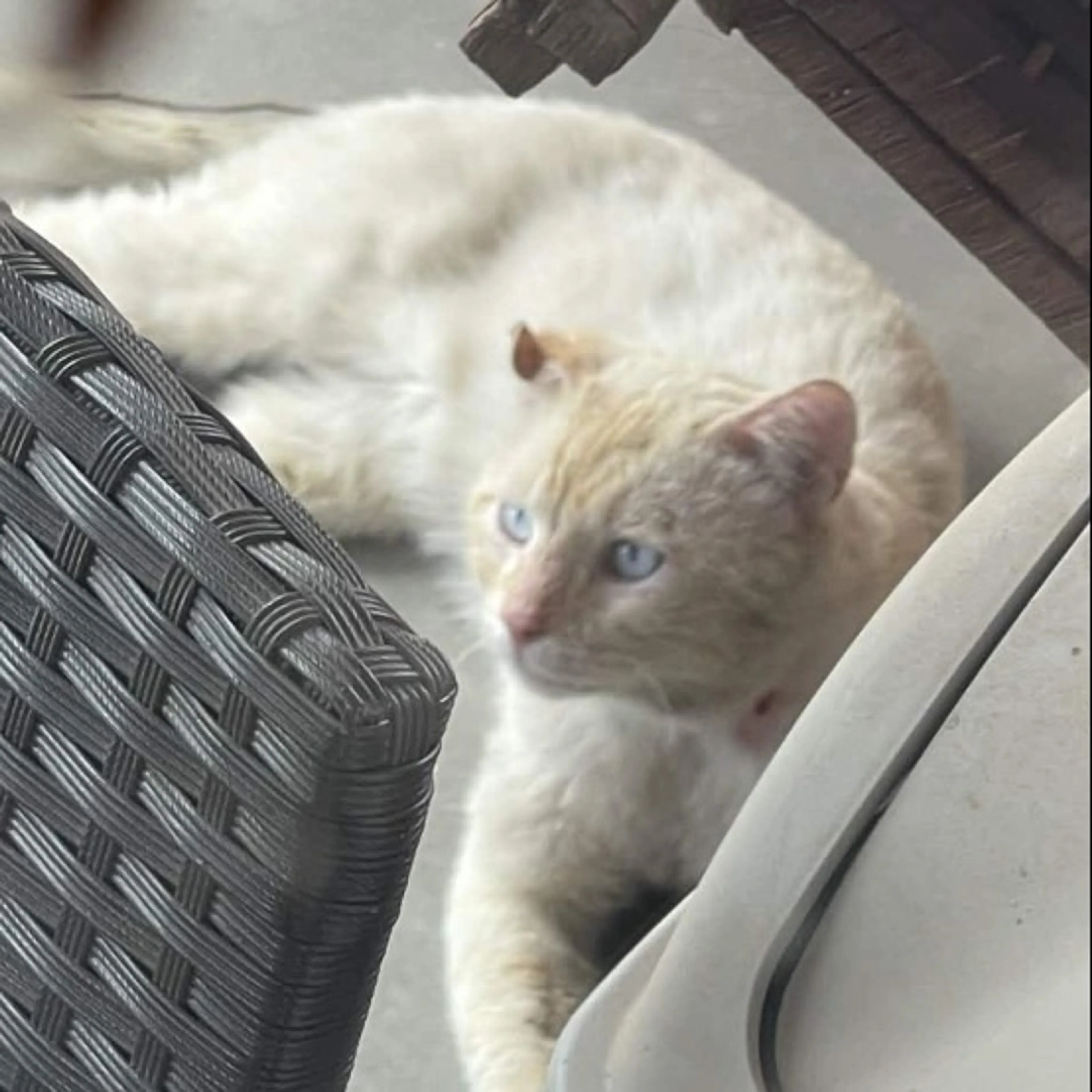 Found pet