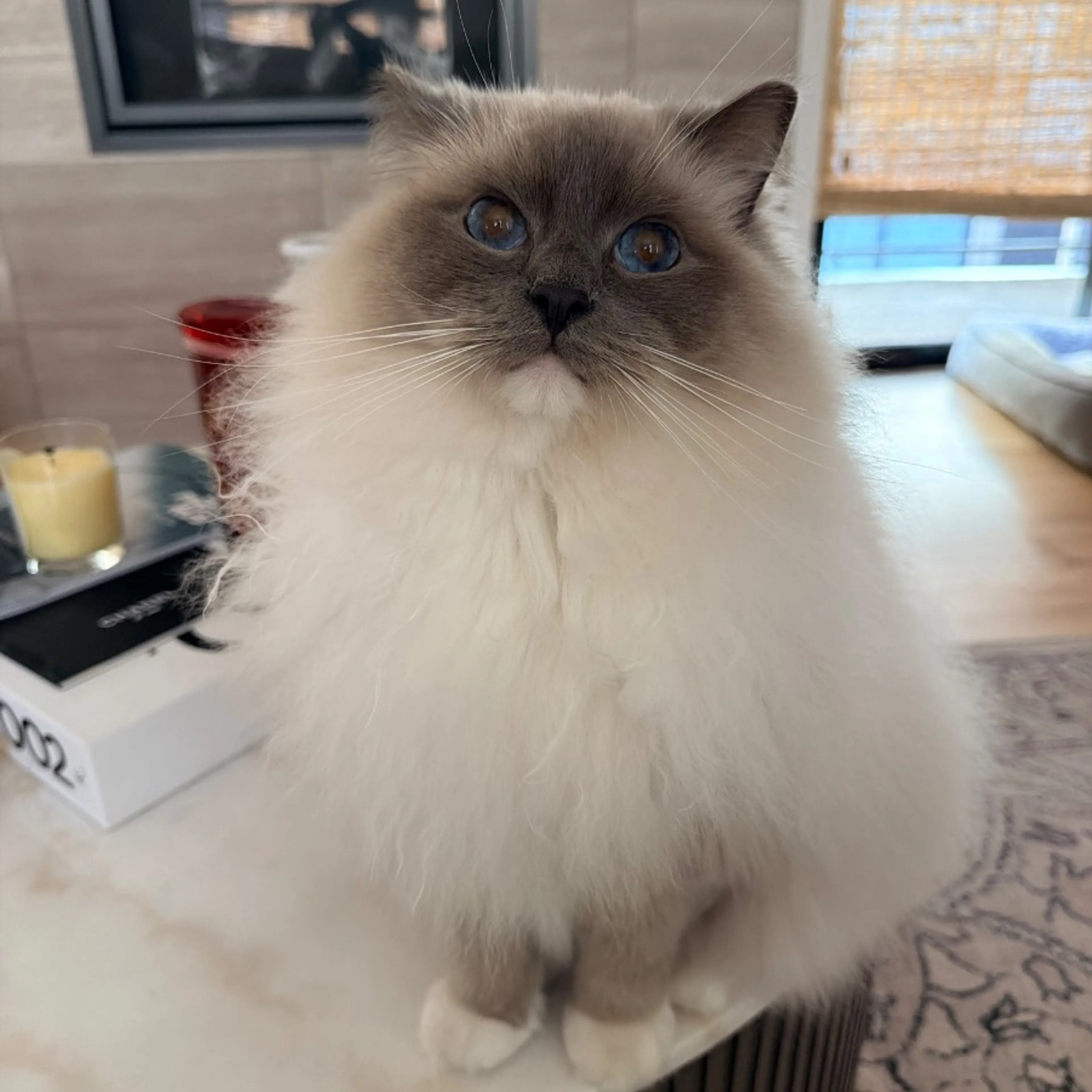 Lost pet