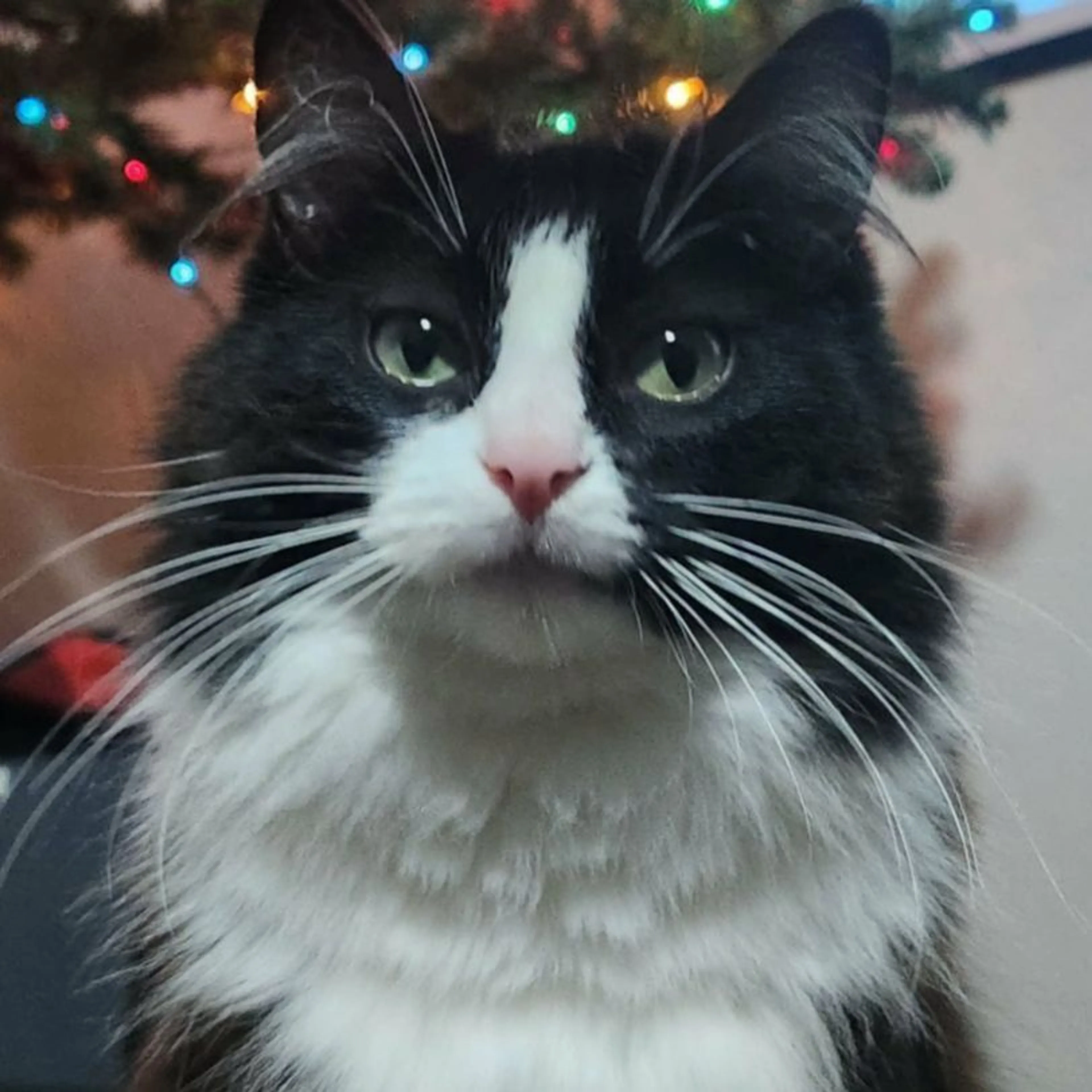 Lost pet