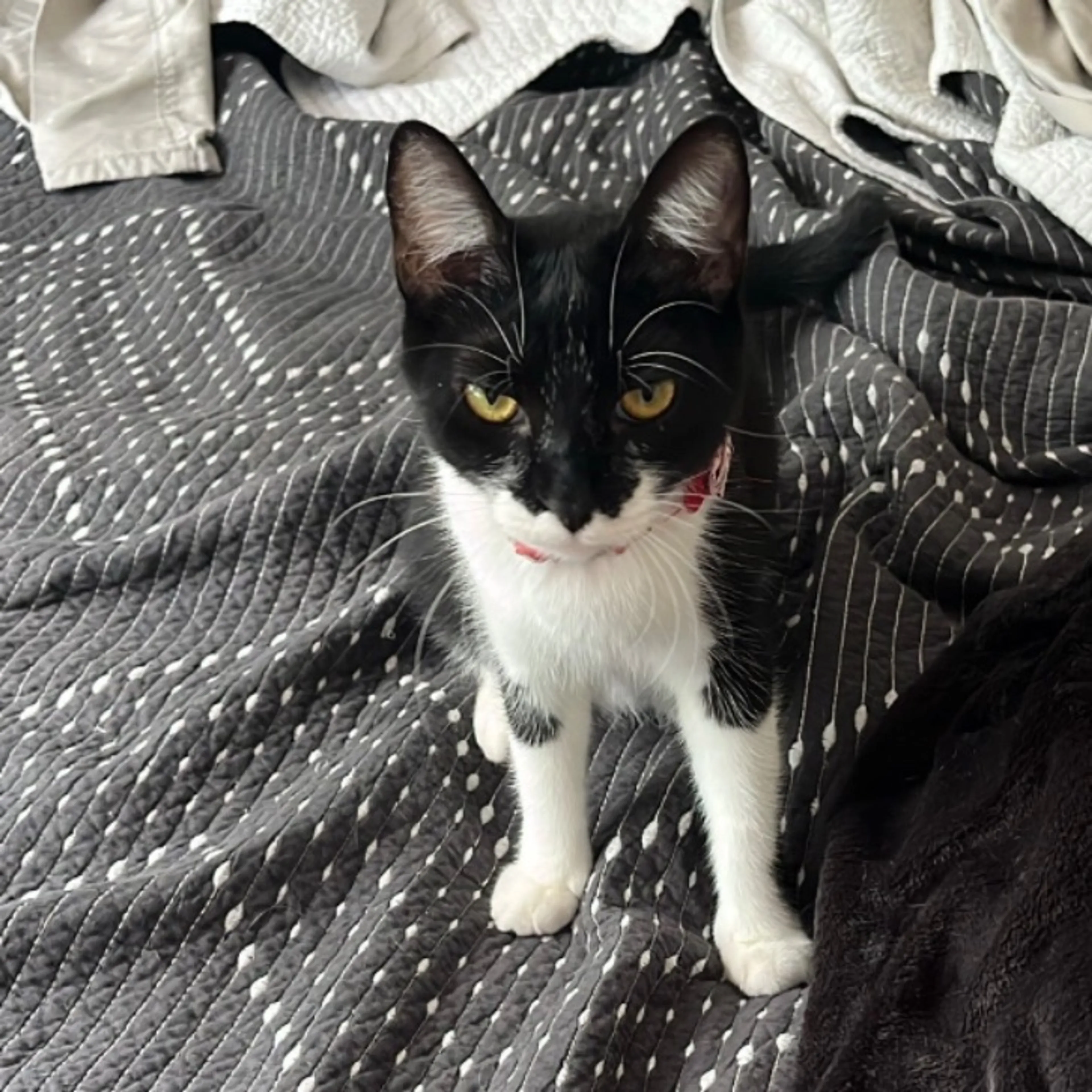 Lost pet