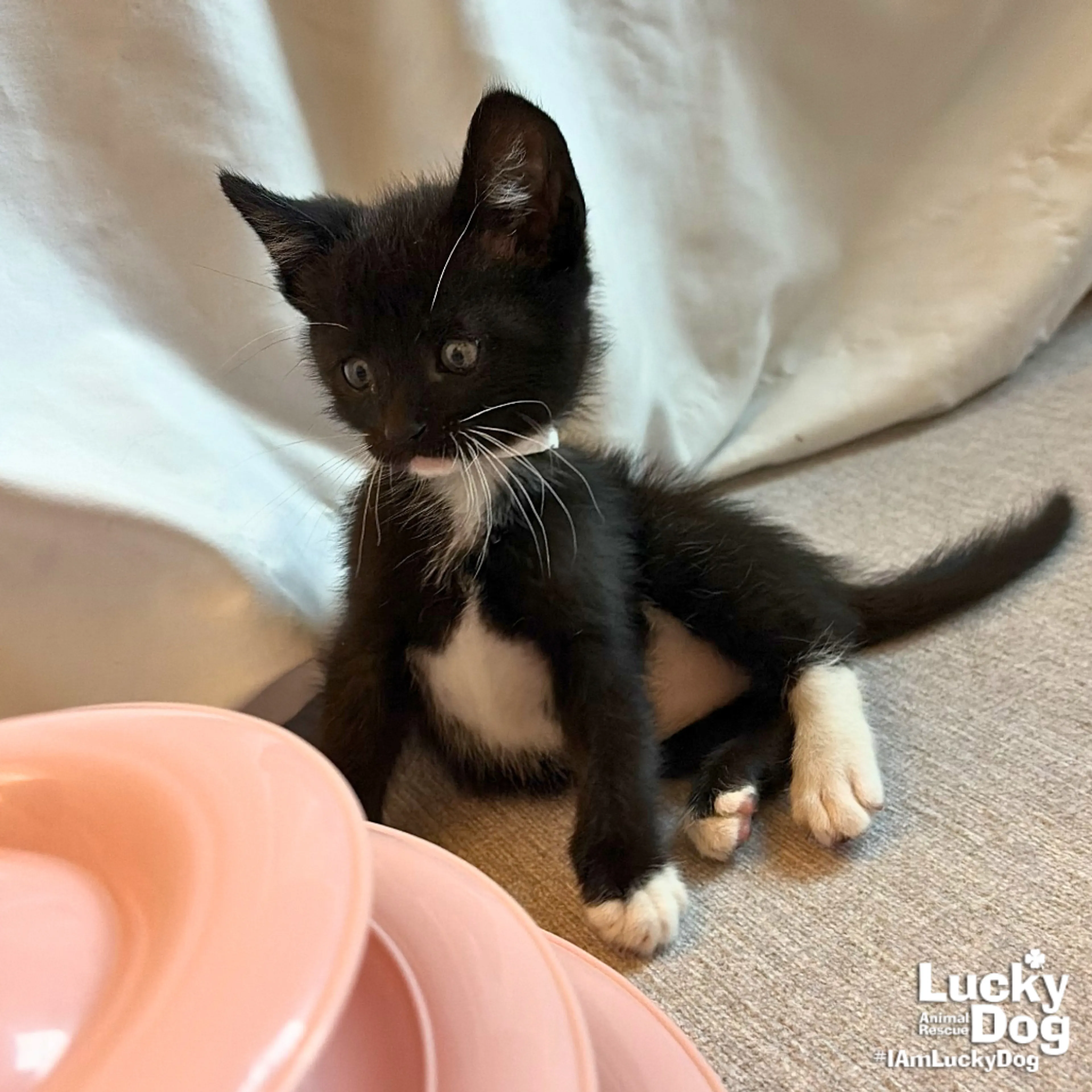 Found pet-1