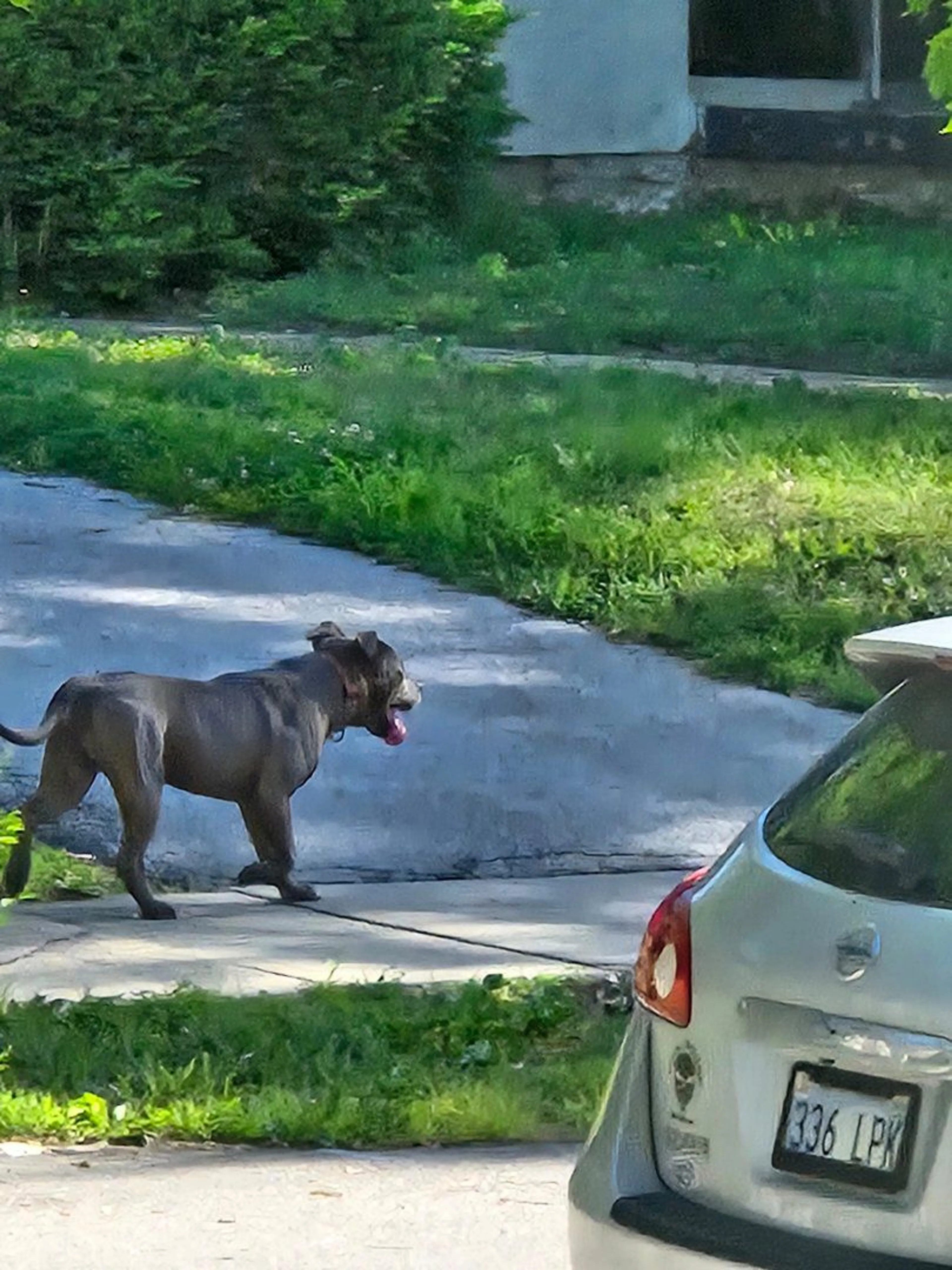 Lost pet
