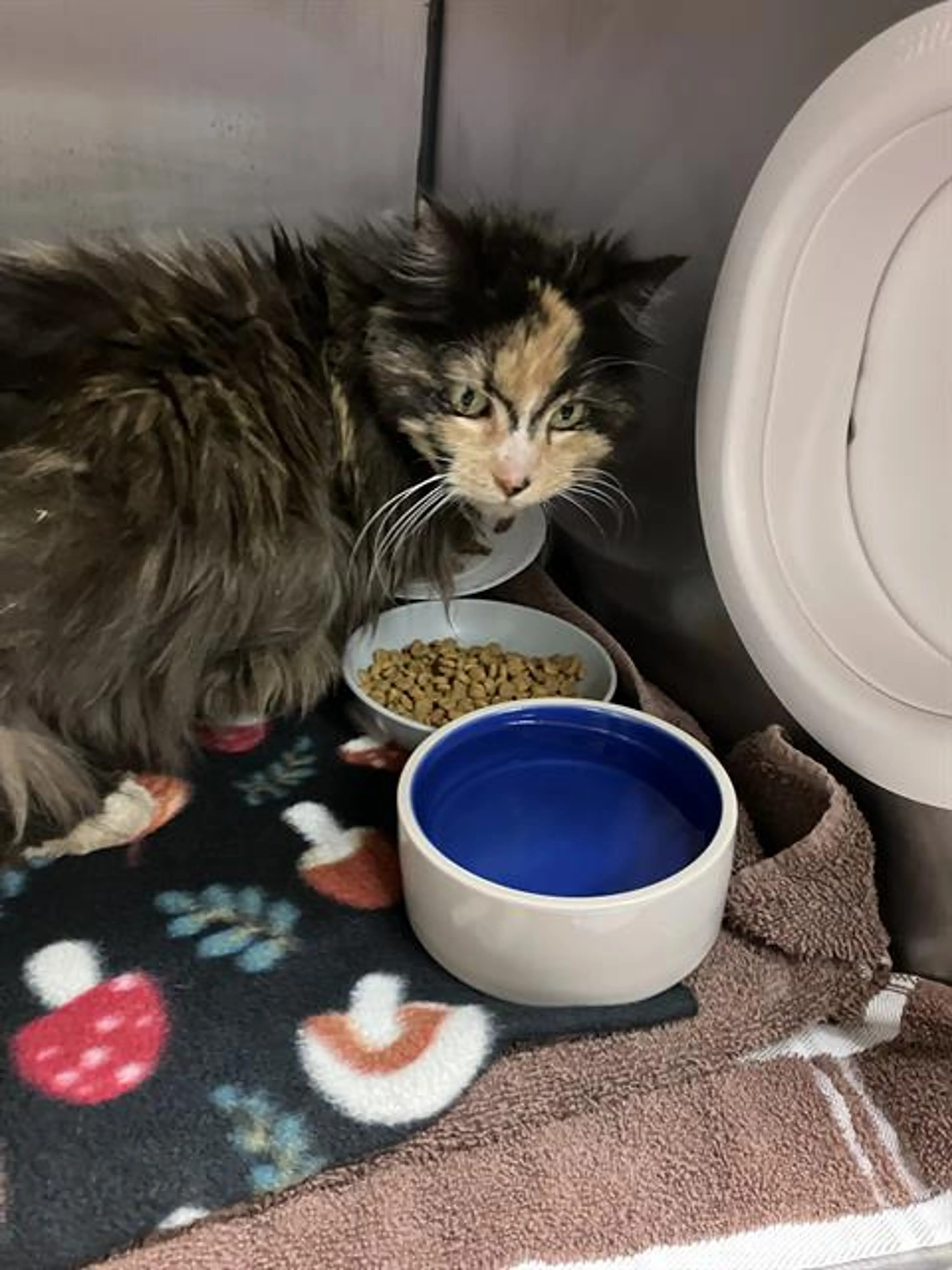 Found pet