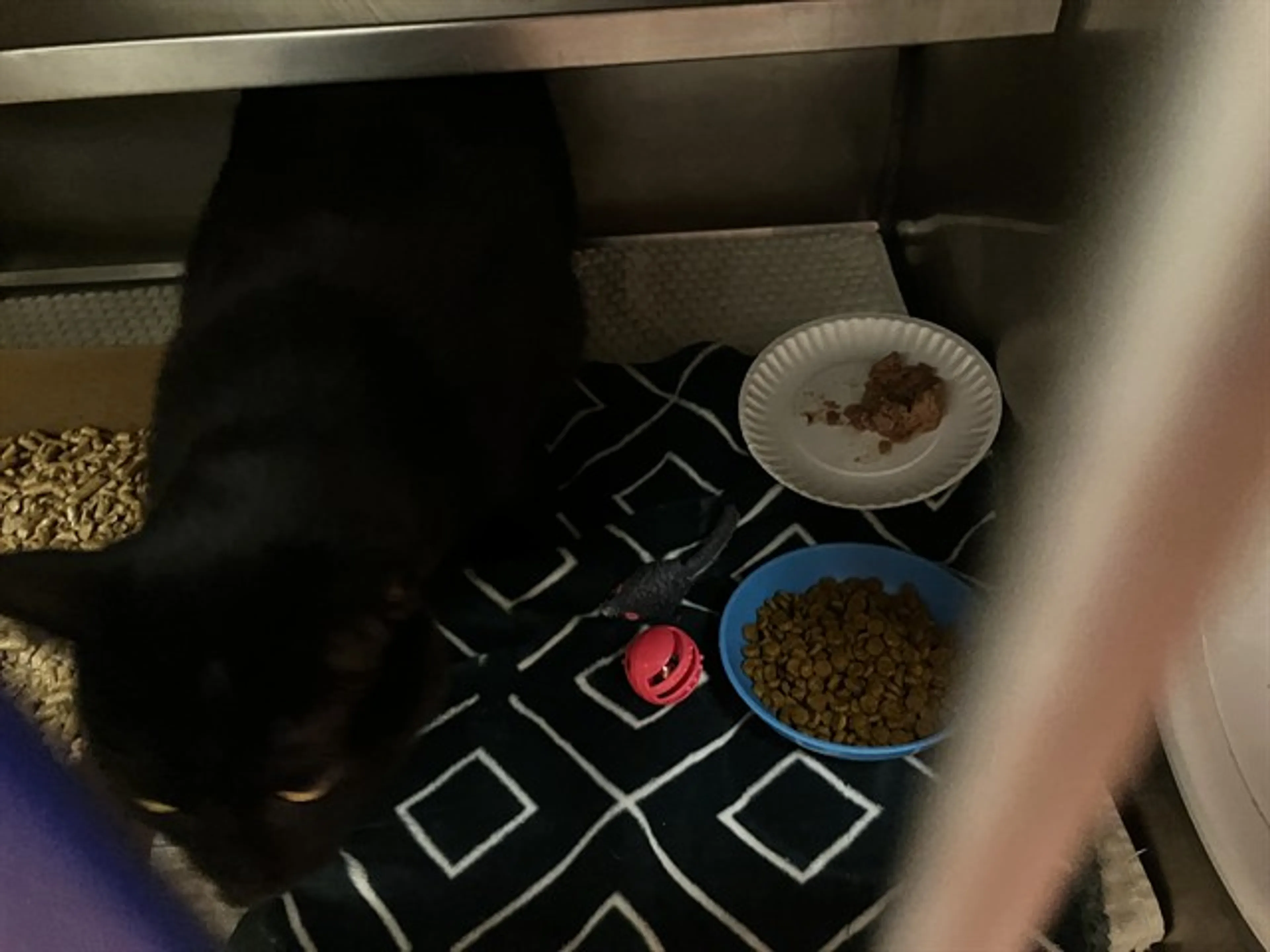 Found pet