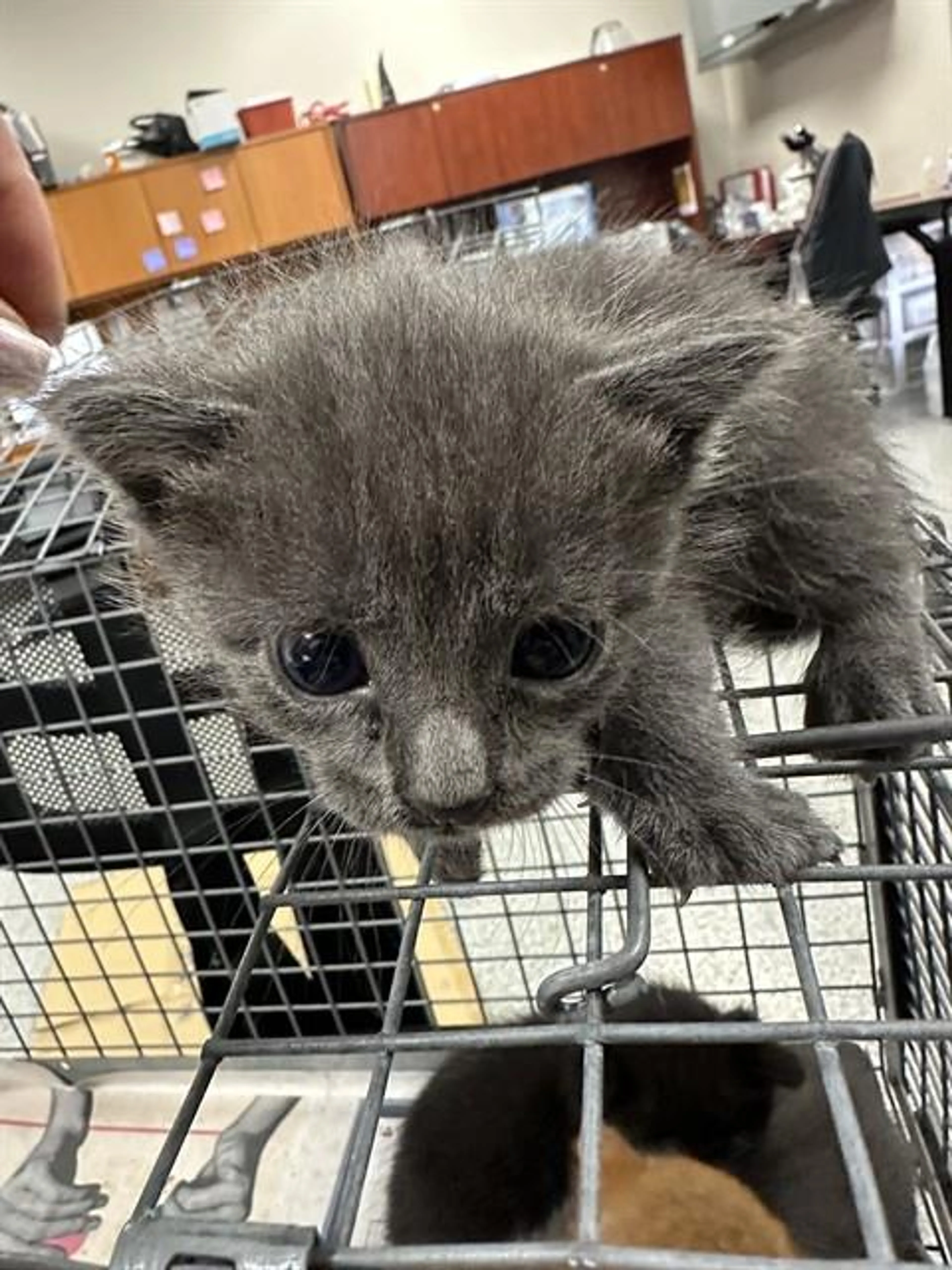 Found pet