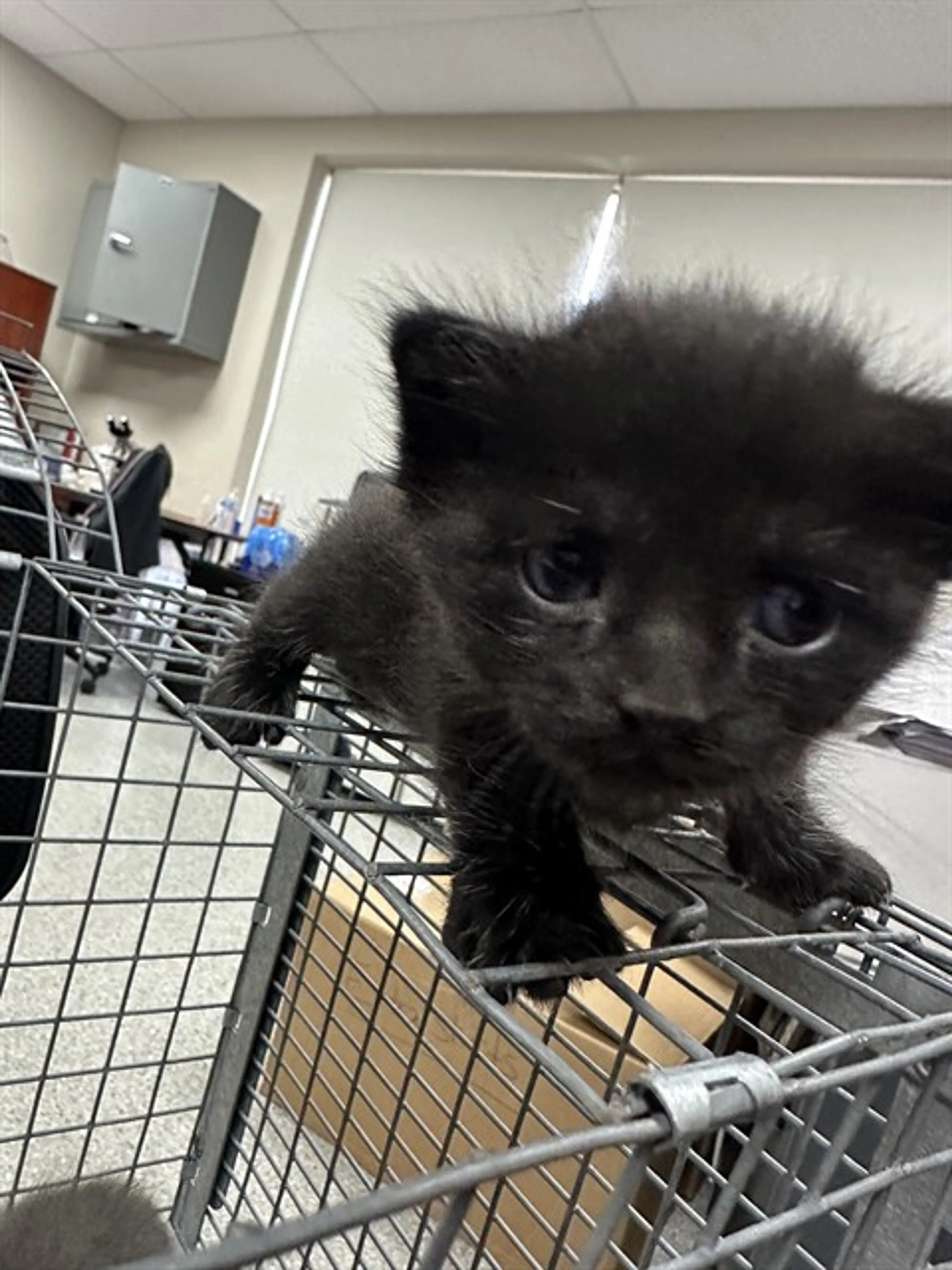 Found pet