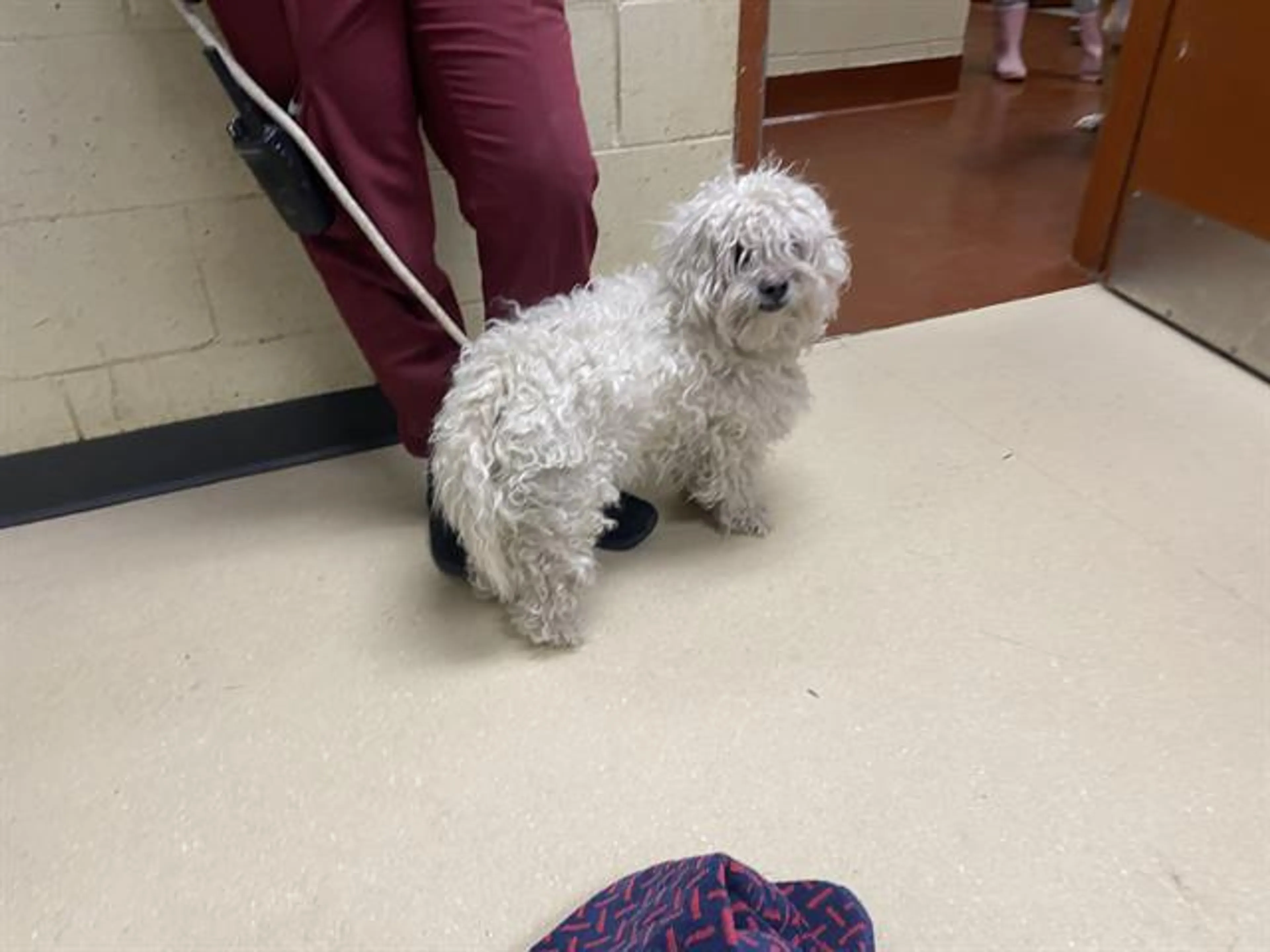 Found pet