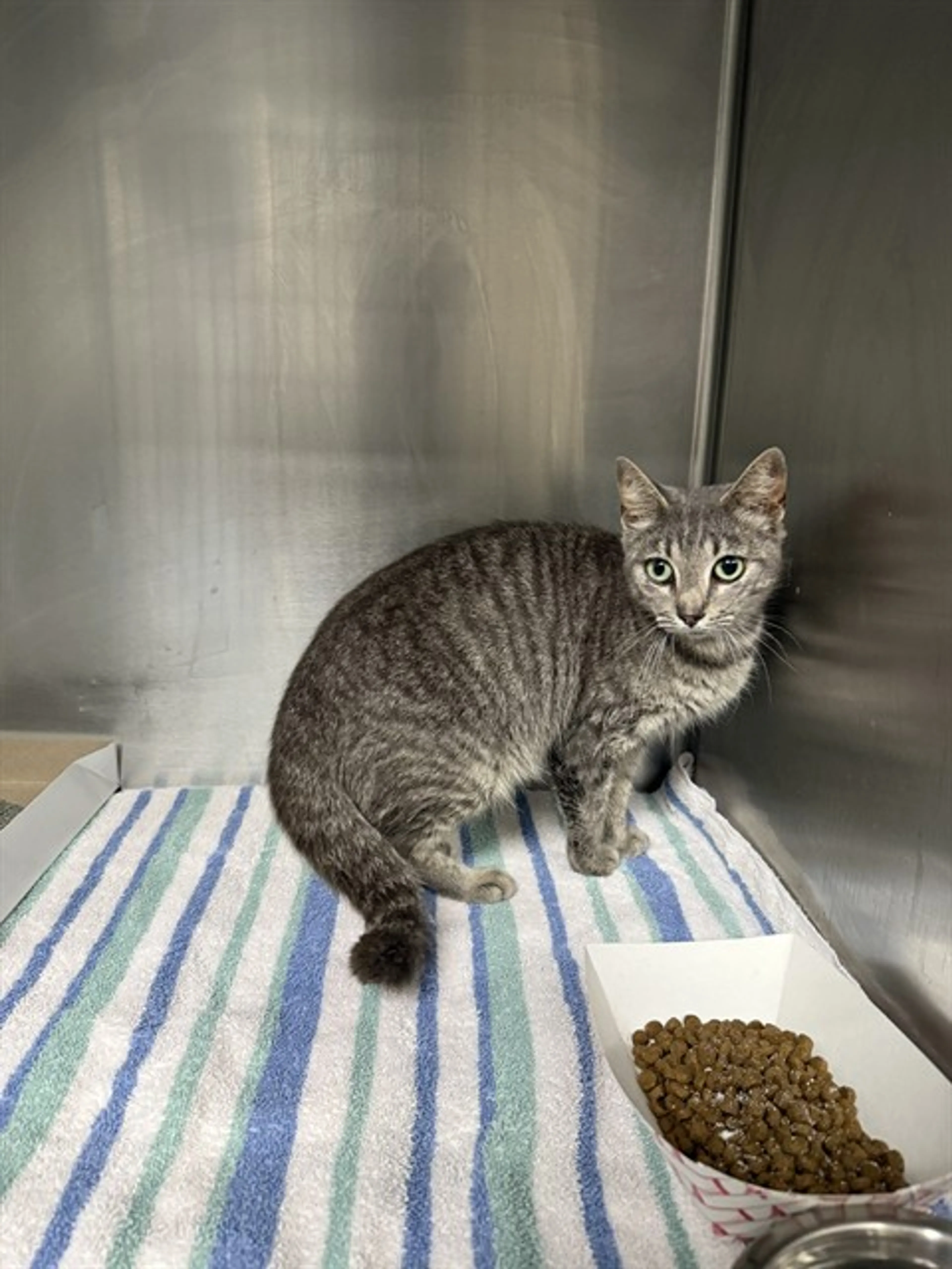 Found pet