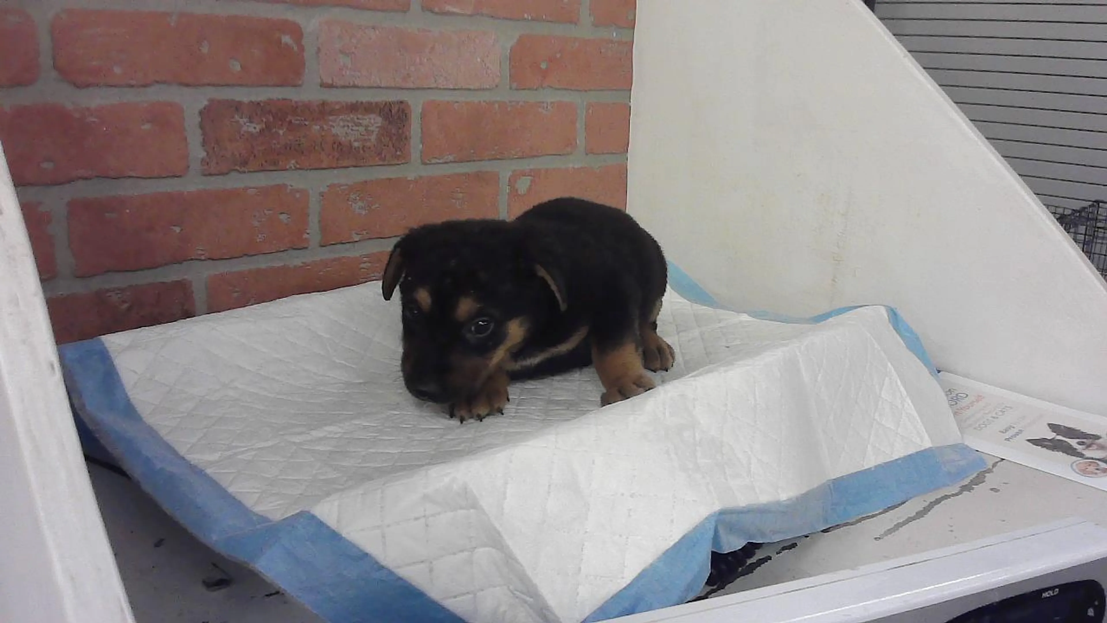 Found pet