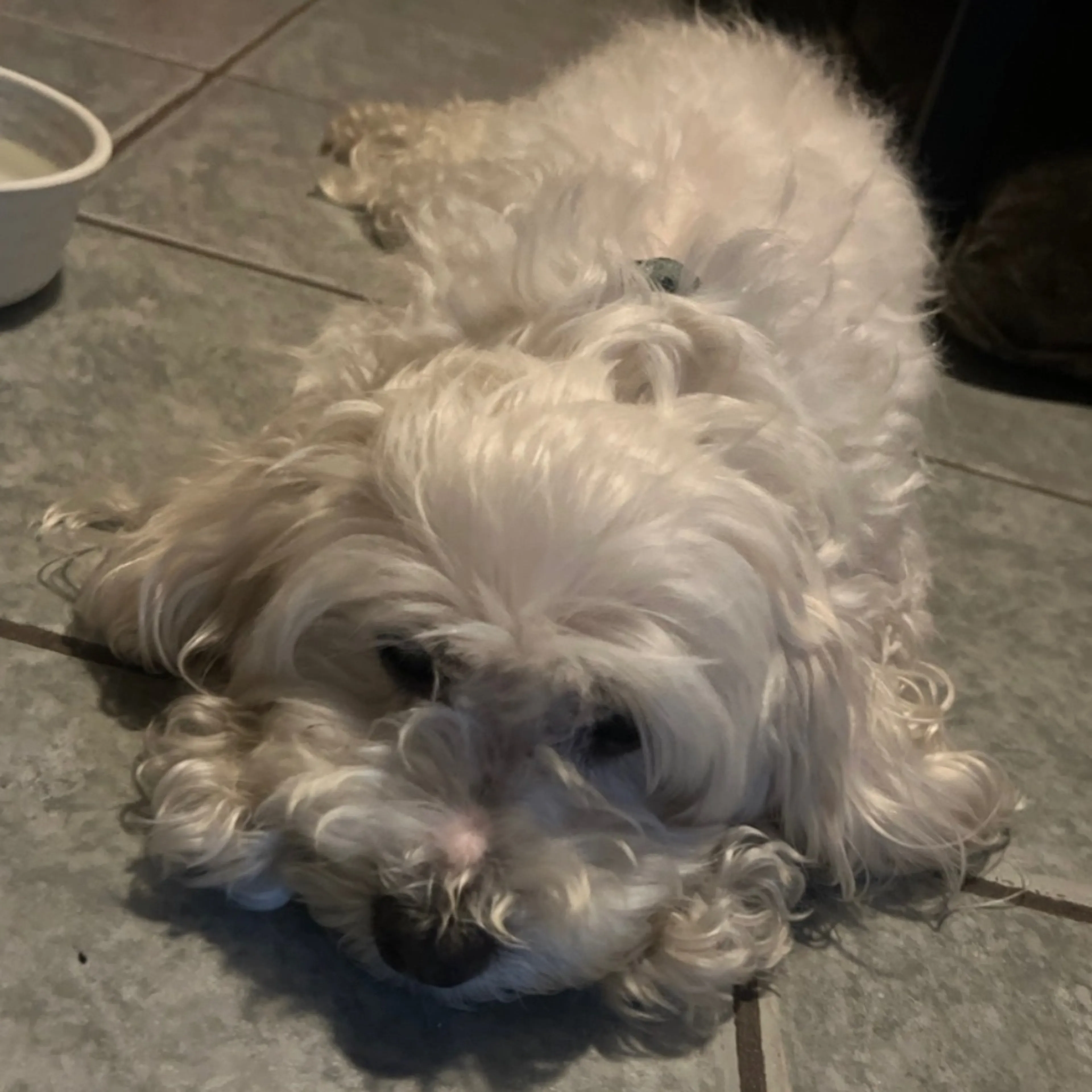 Lost pet-0