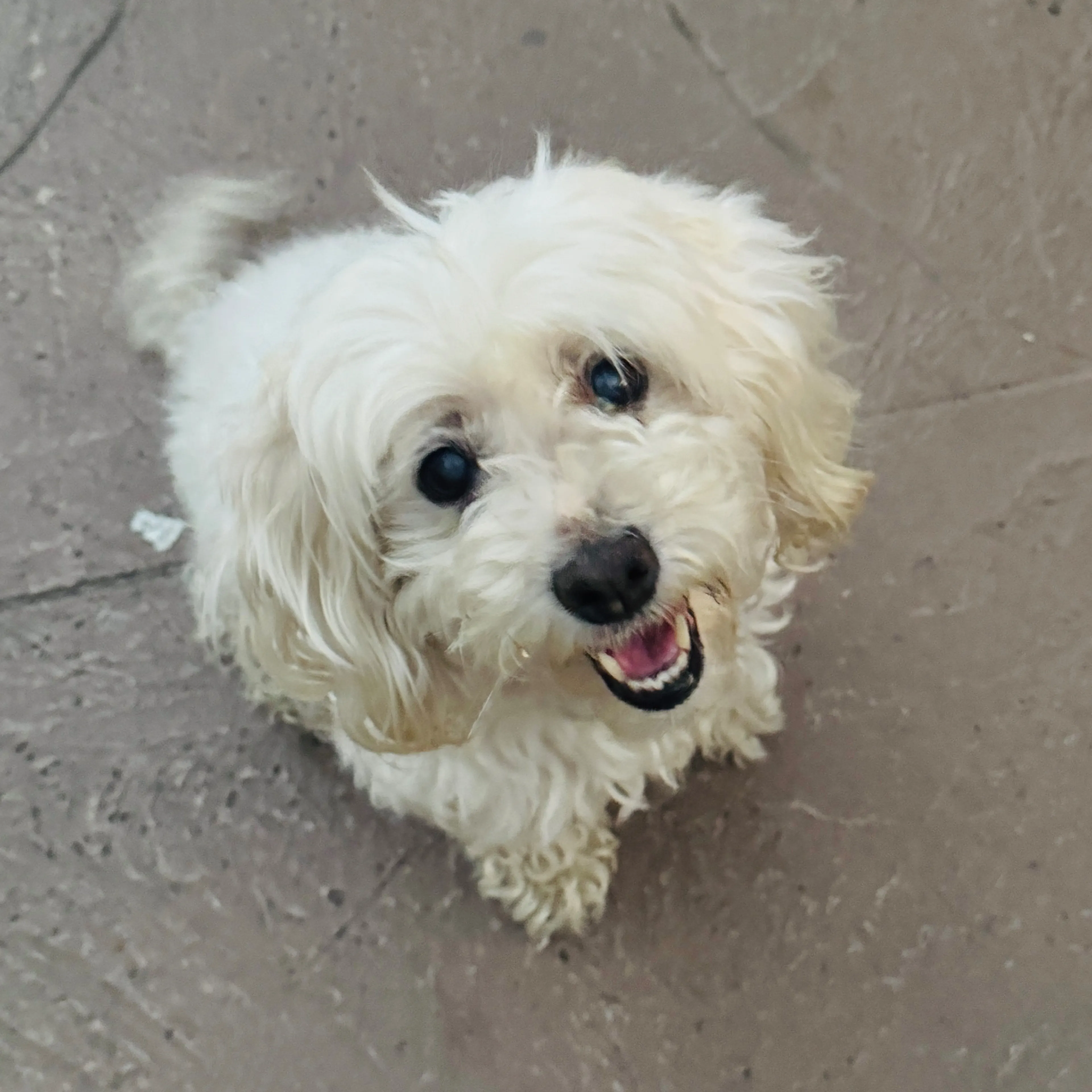Lost pet-1
