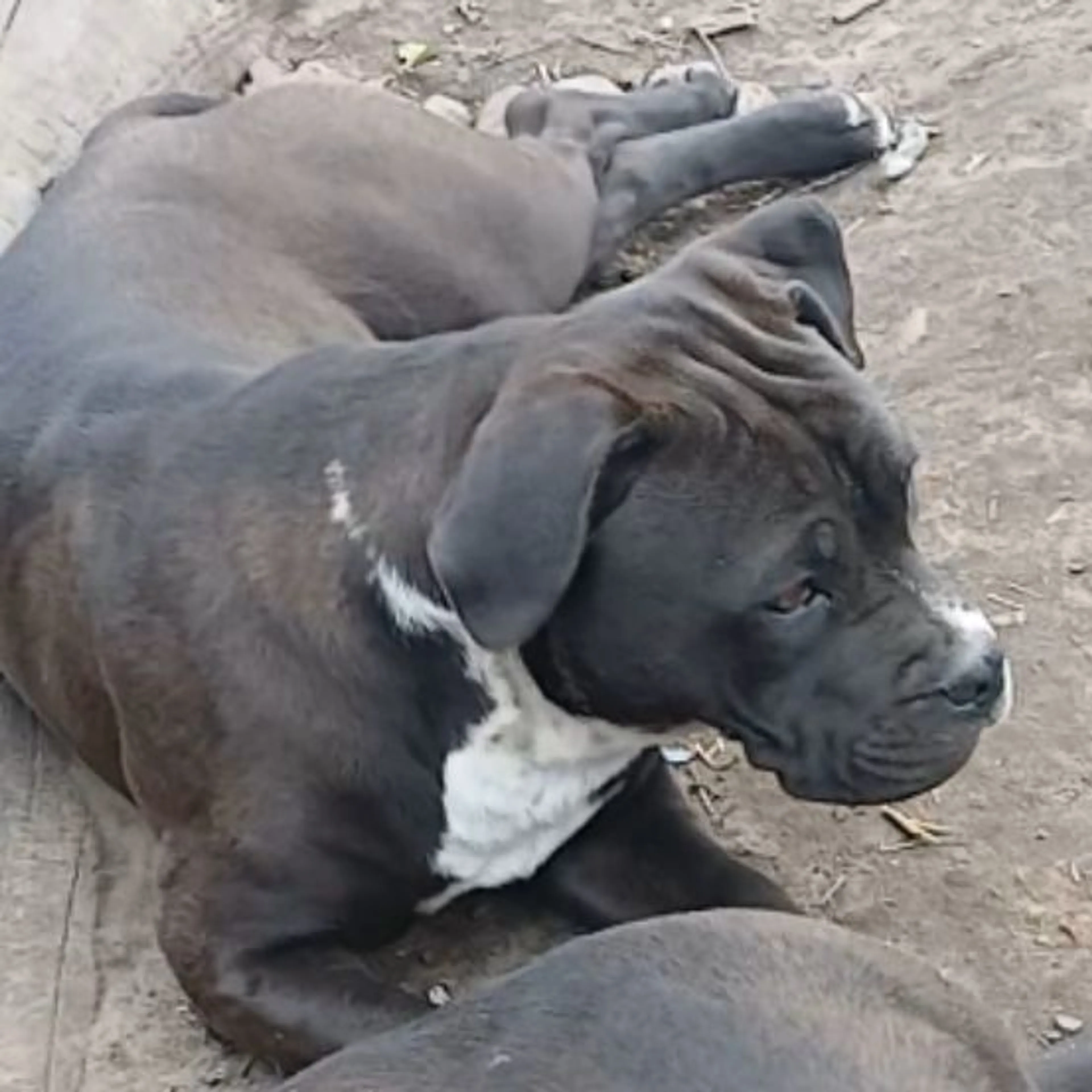 Lost pet