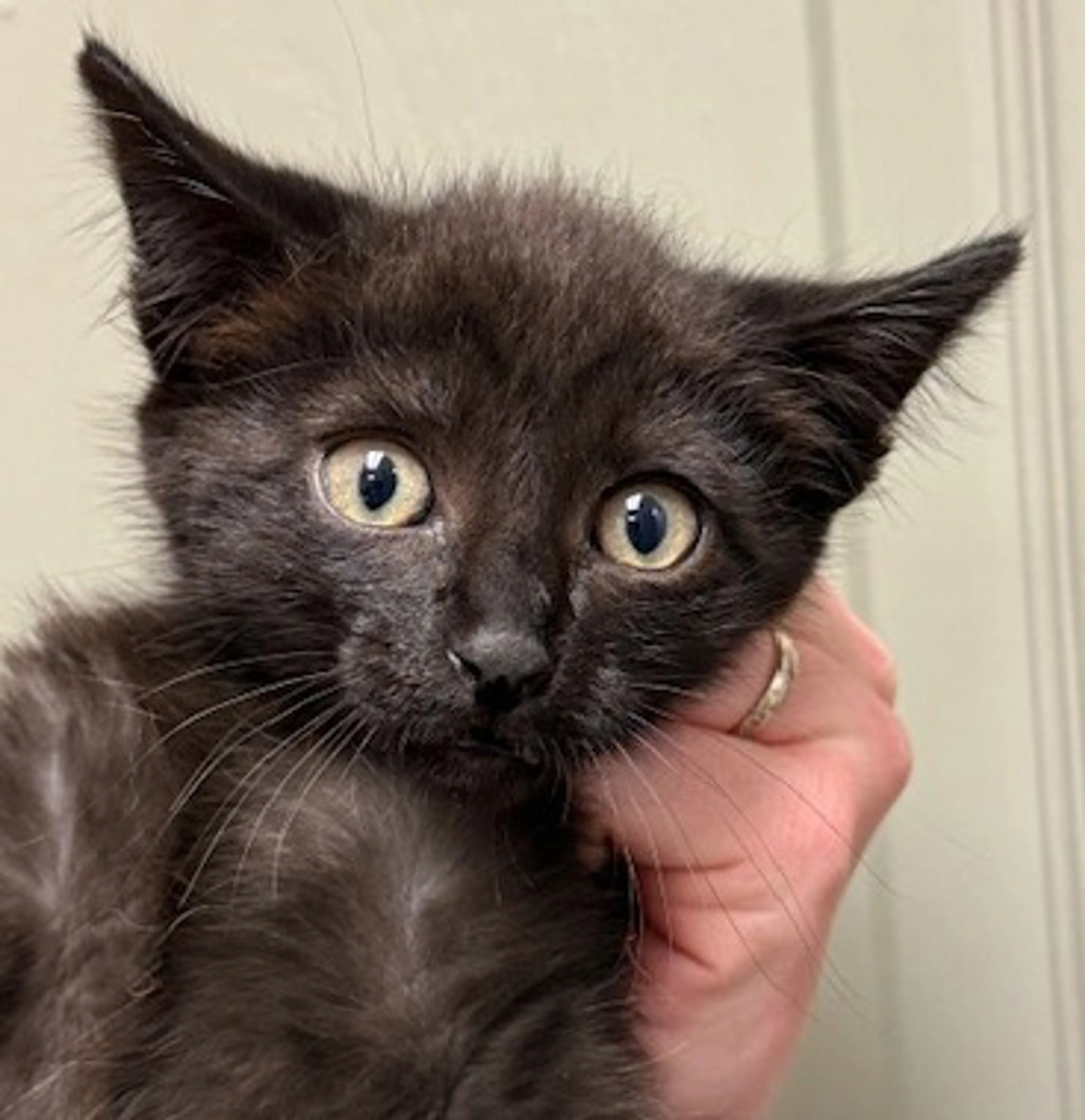 Found pet