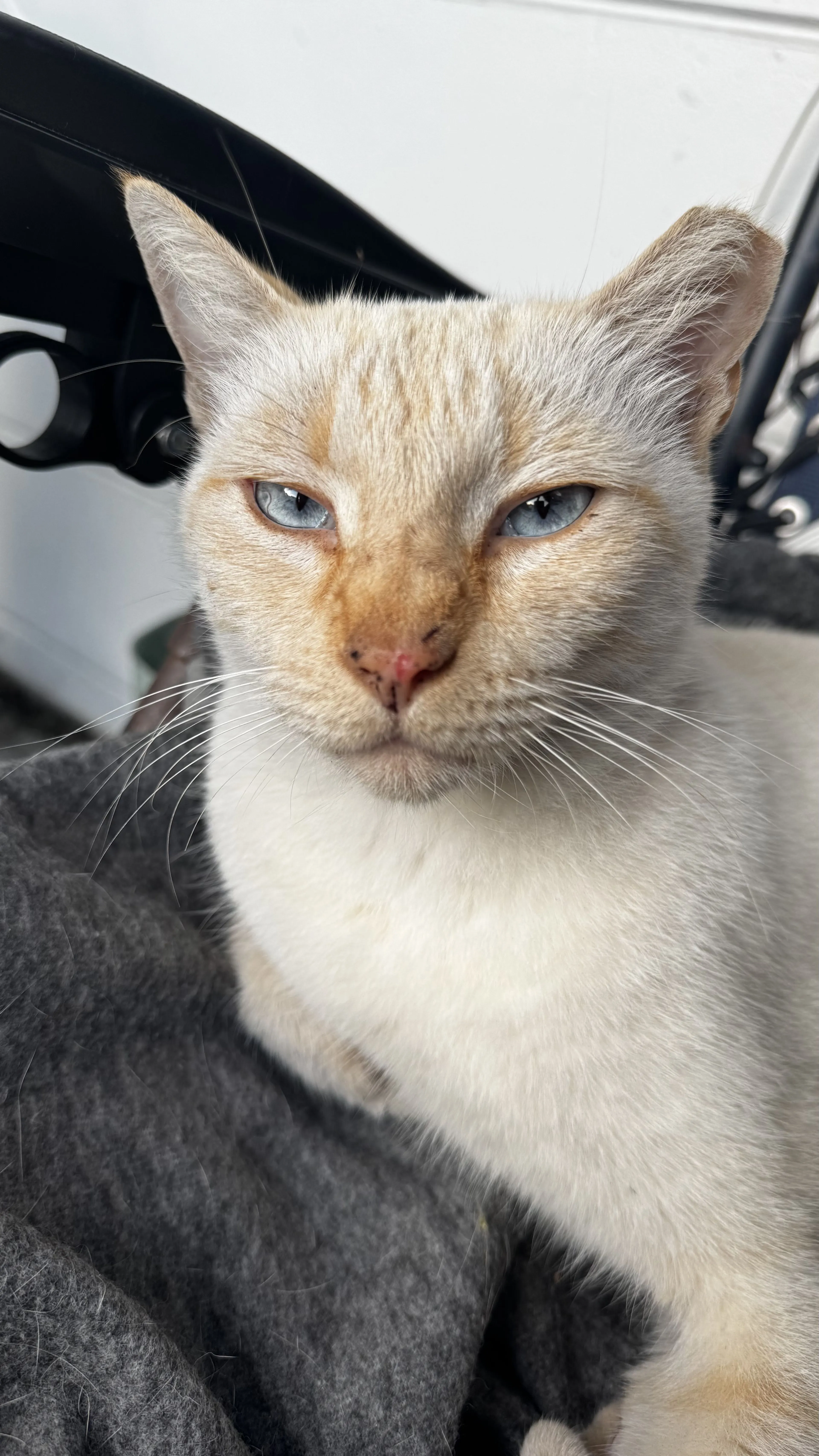 Lost pet-1