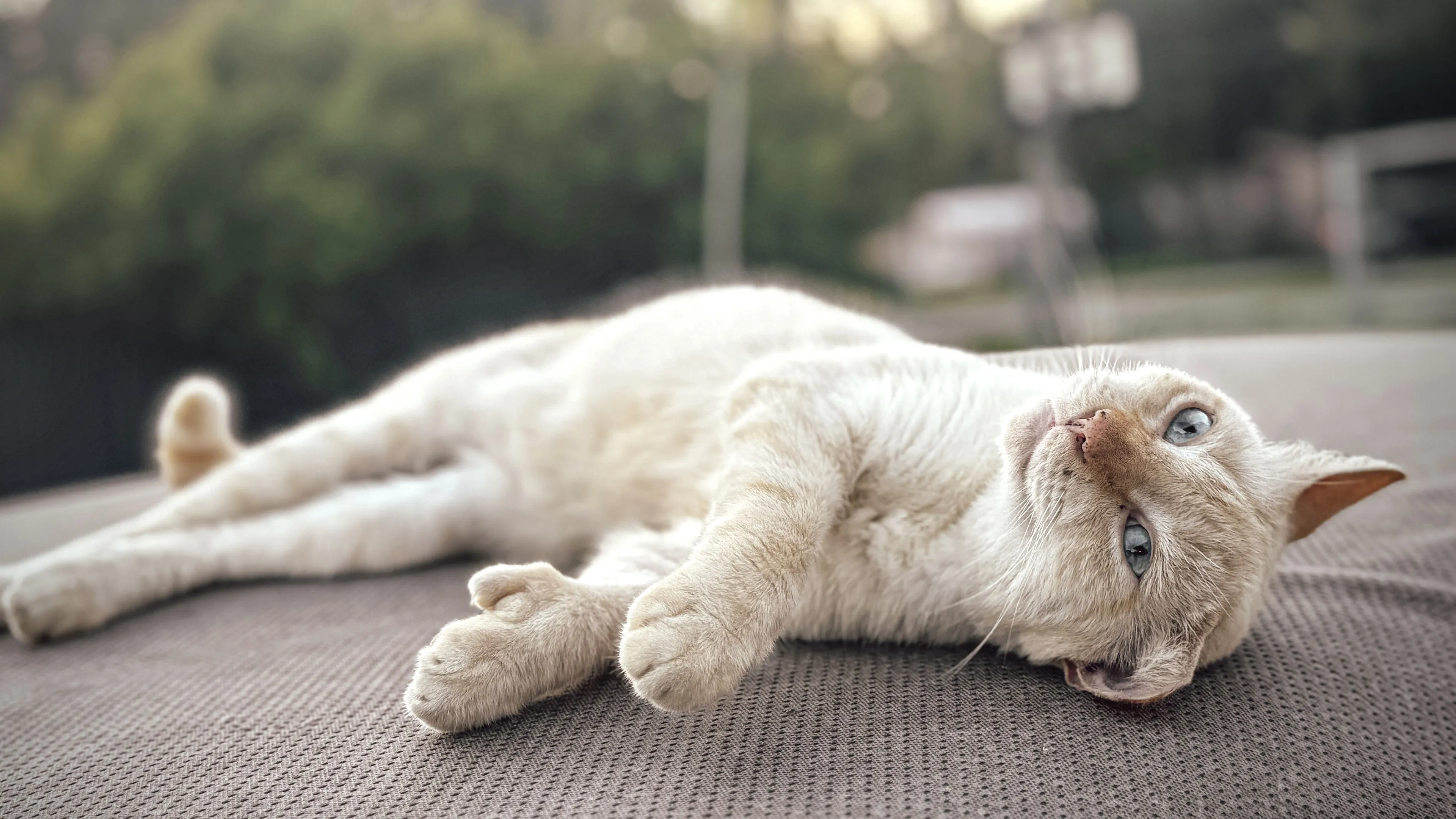 Lost pet-0