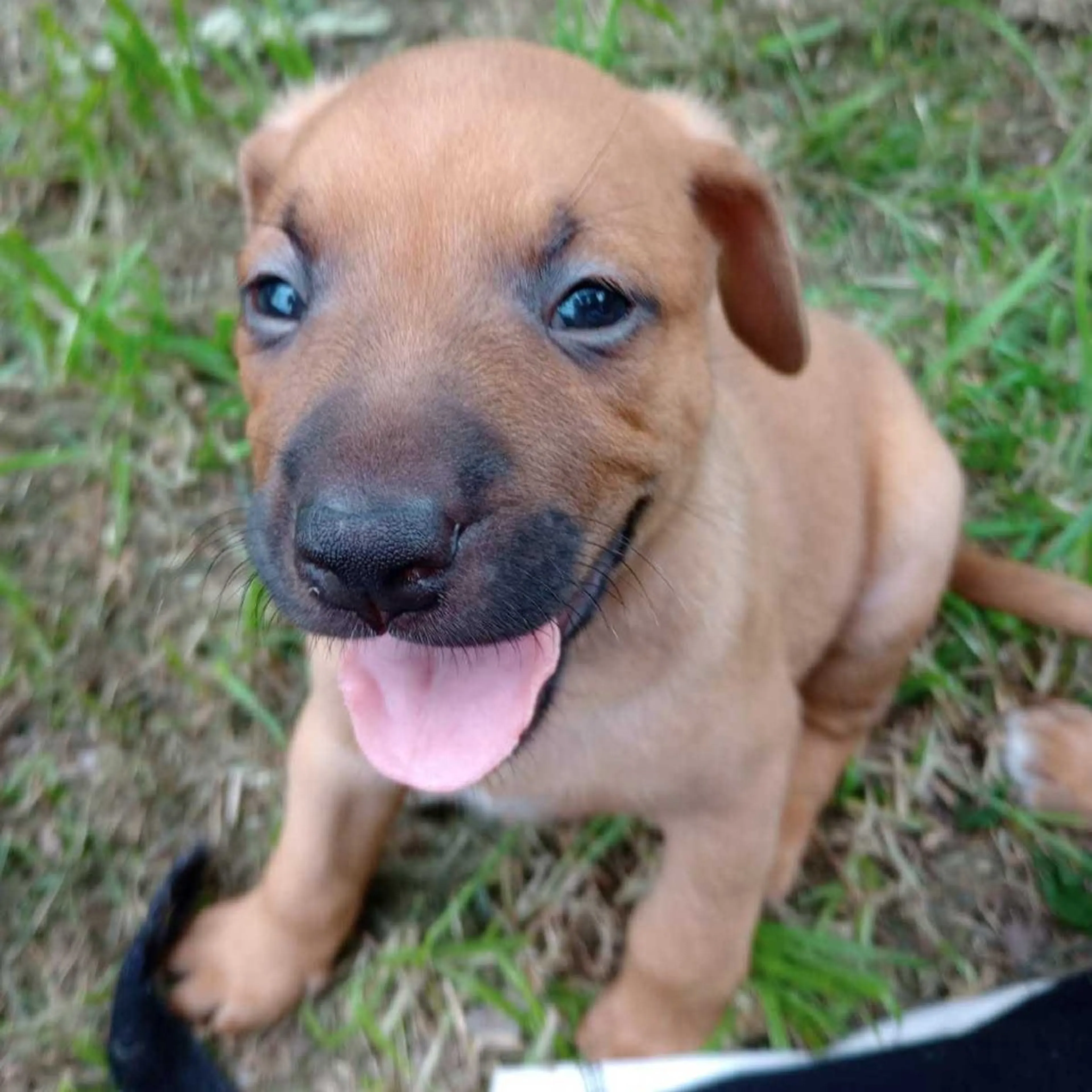 Found pet-1