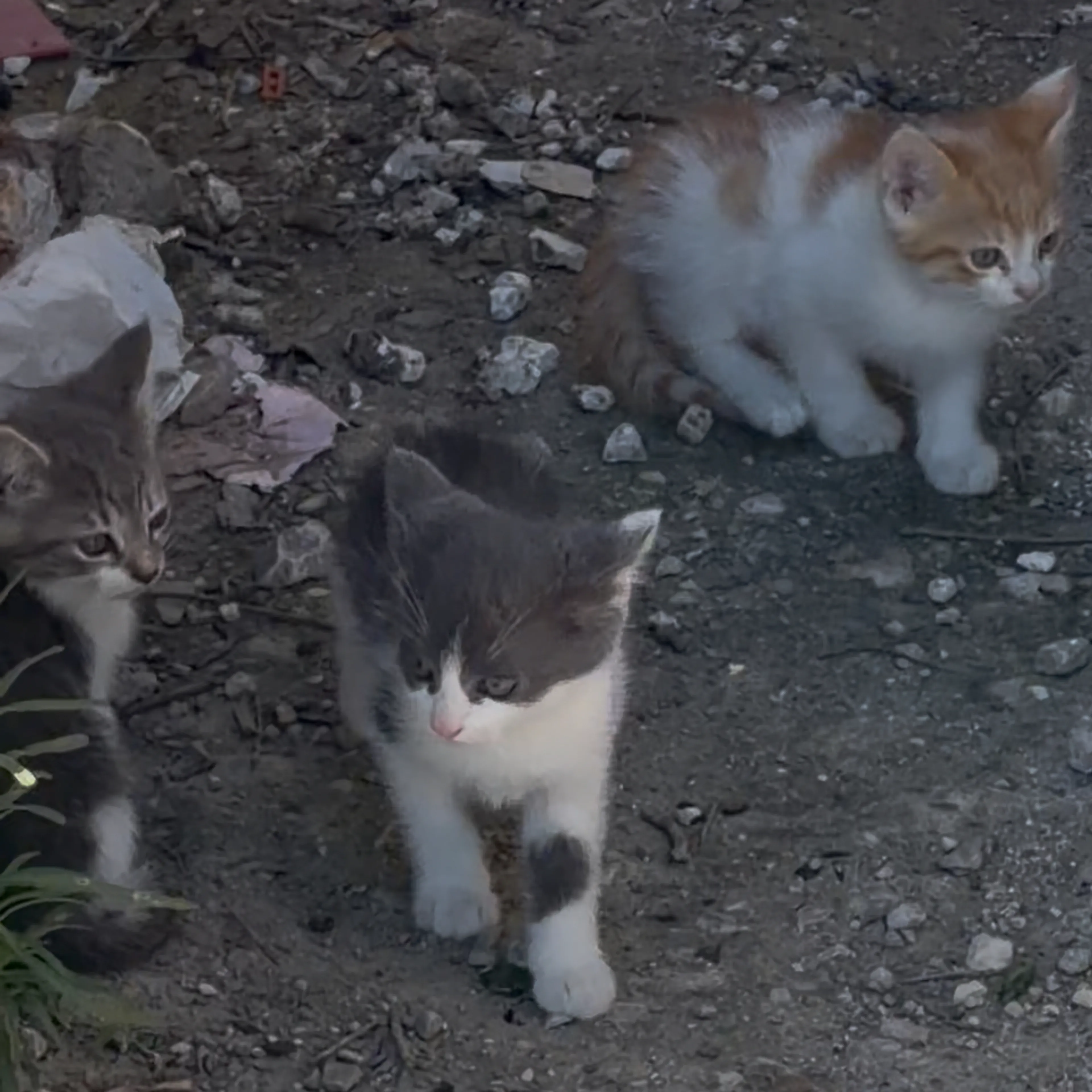 Found pet-1