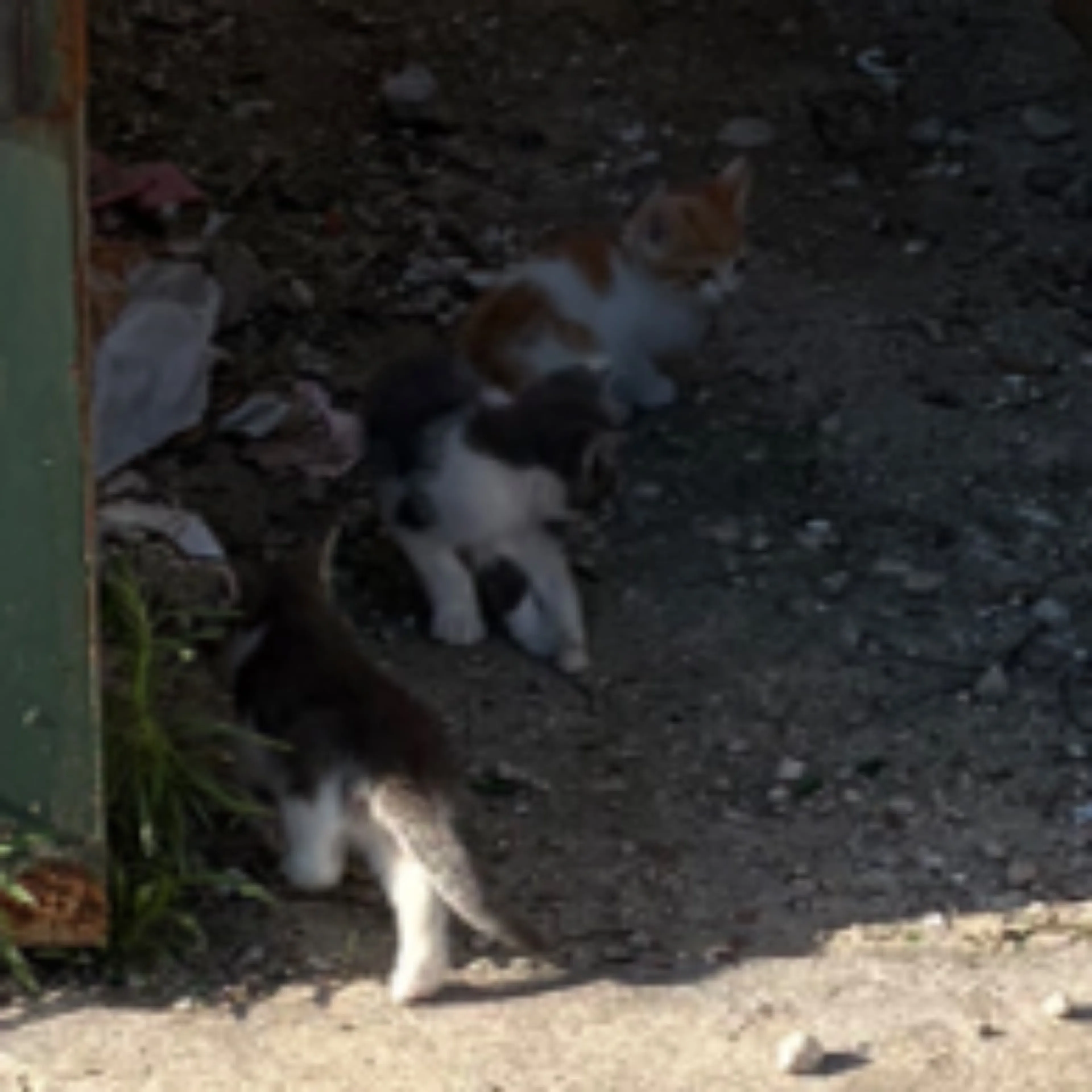 Found pet-0
