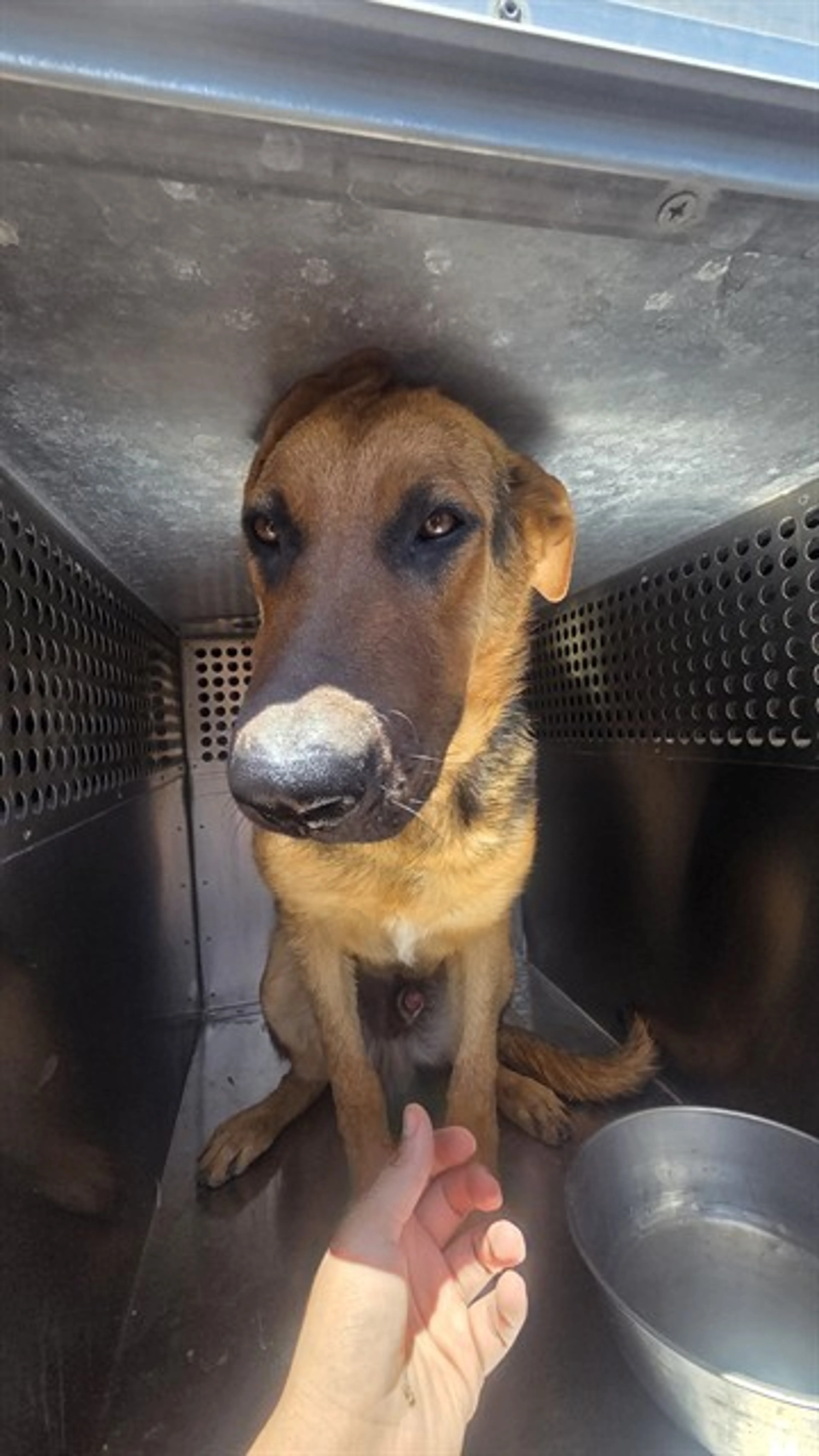 Found pet